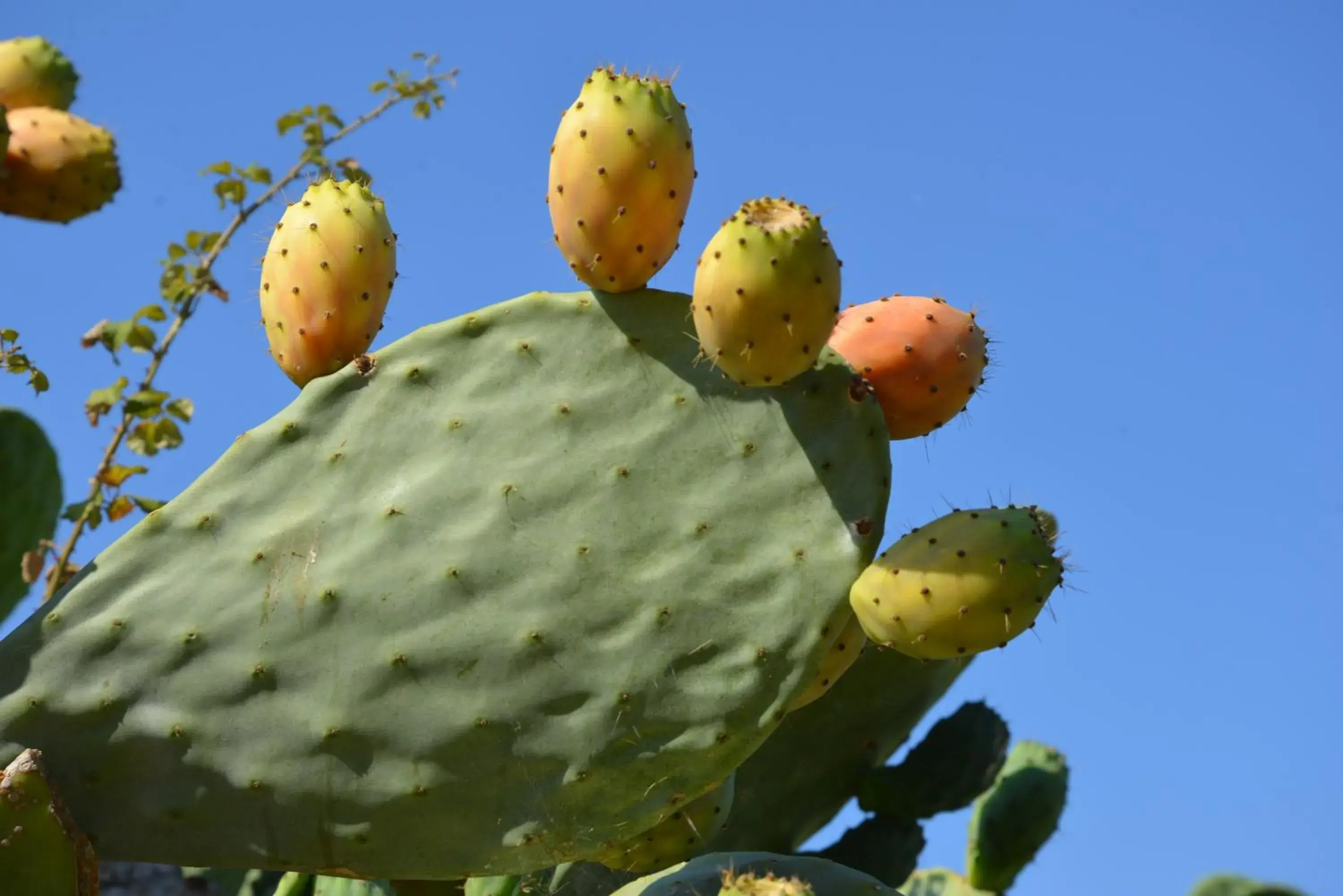 Food and drinks in Agriturismo Vultaggio Food and drinks in Agriturismo Vultaggio