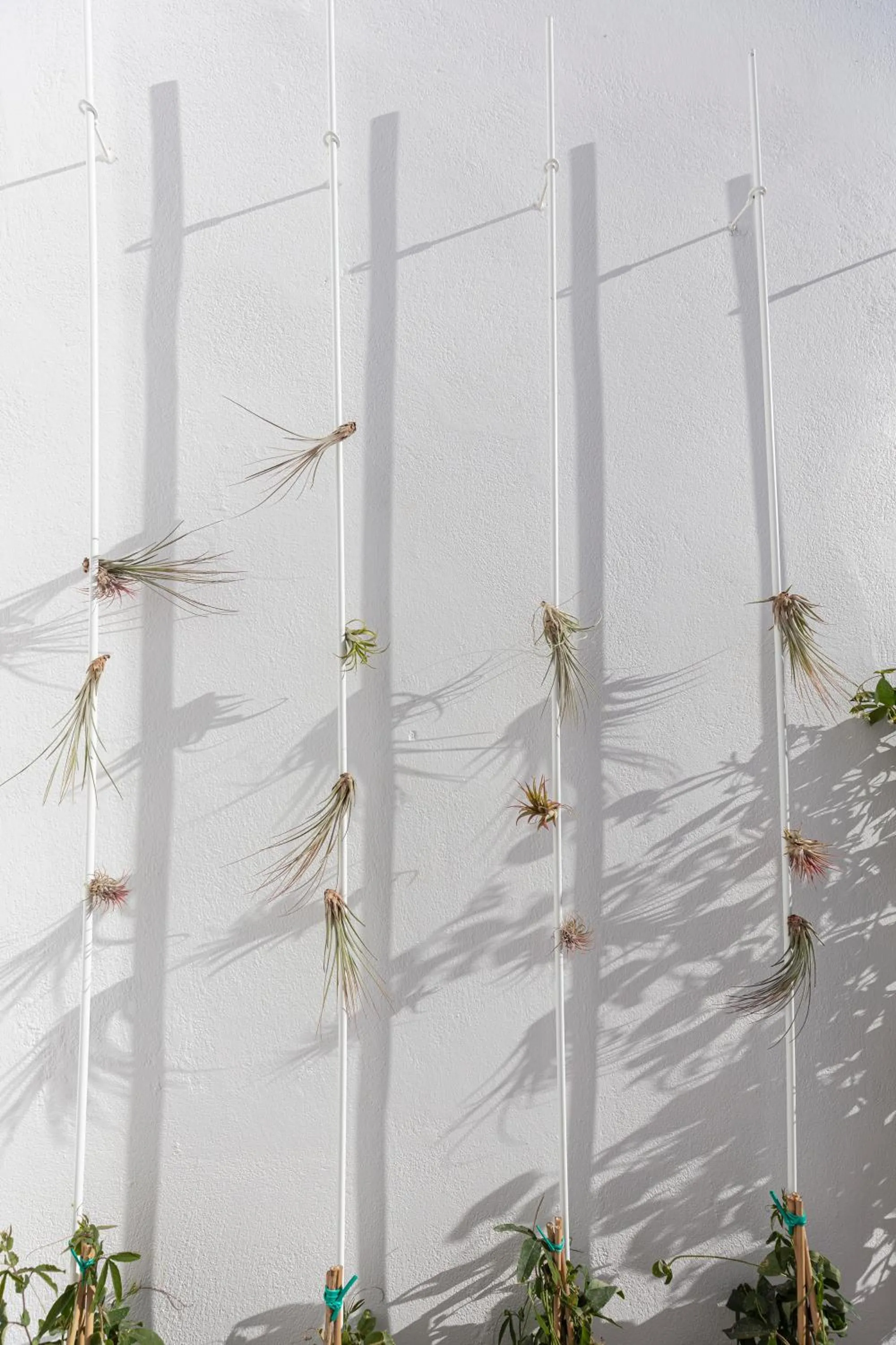 Garden in Ethos Vegan Suites Fira, Santorini