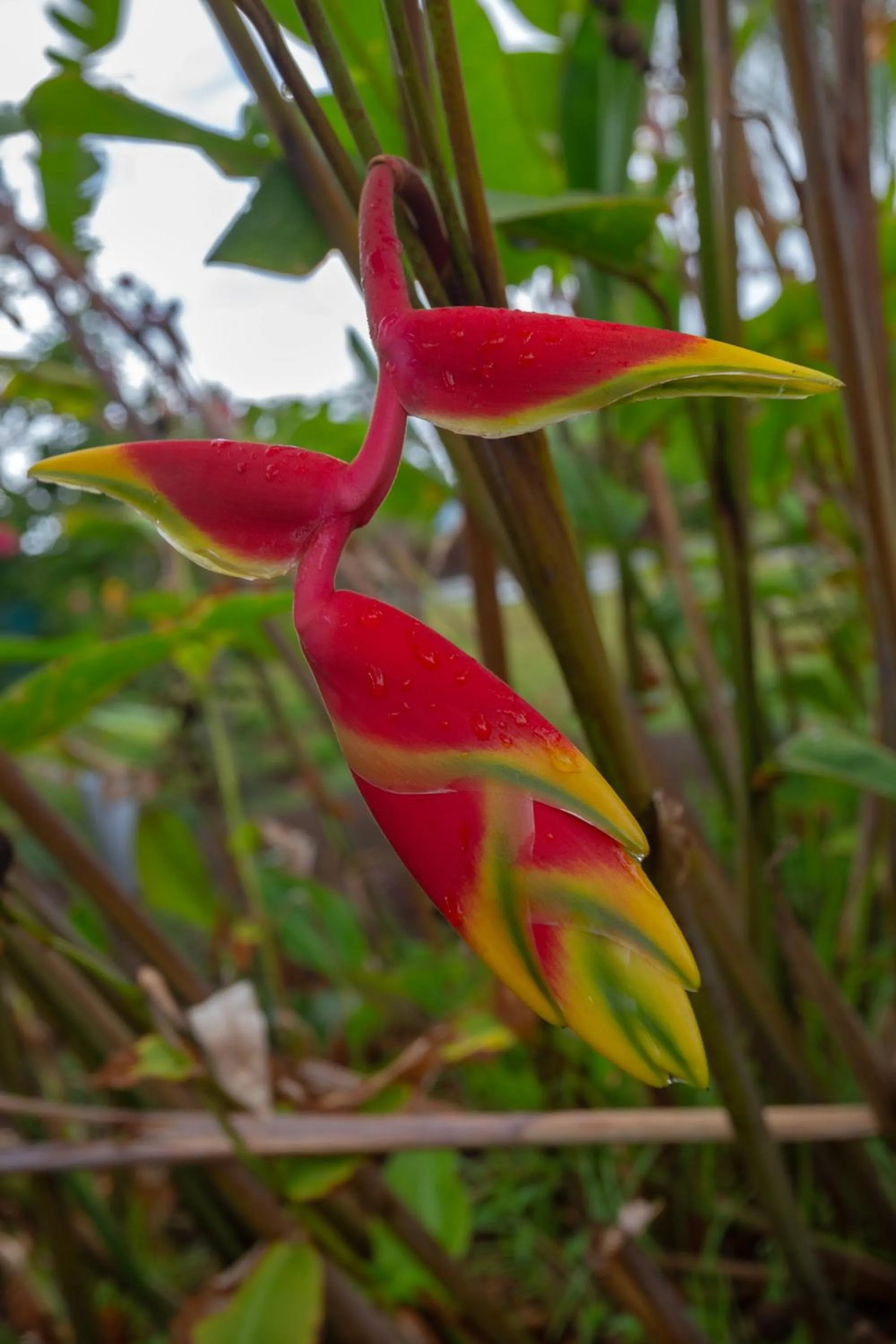 Garden in Hotel Ohana Rapa Nui