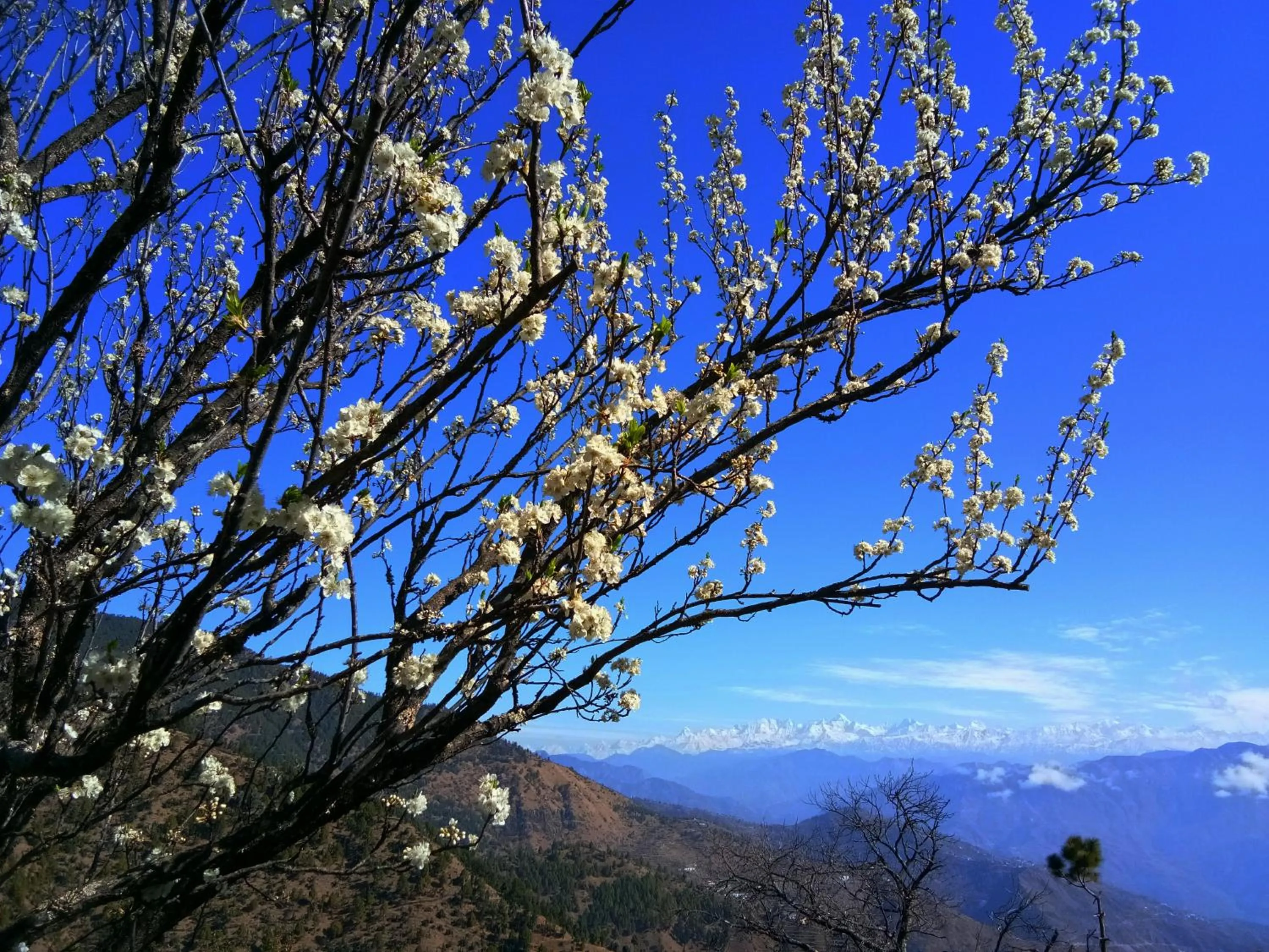 Natural landscape in IN APPLE ESTATE KANATAL - Himalayan View Resort with Courteous Staff