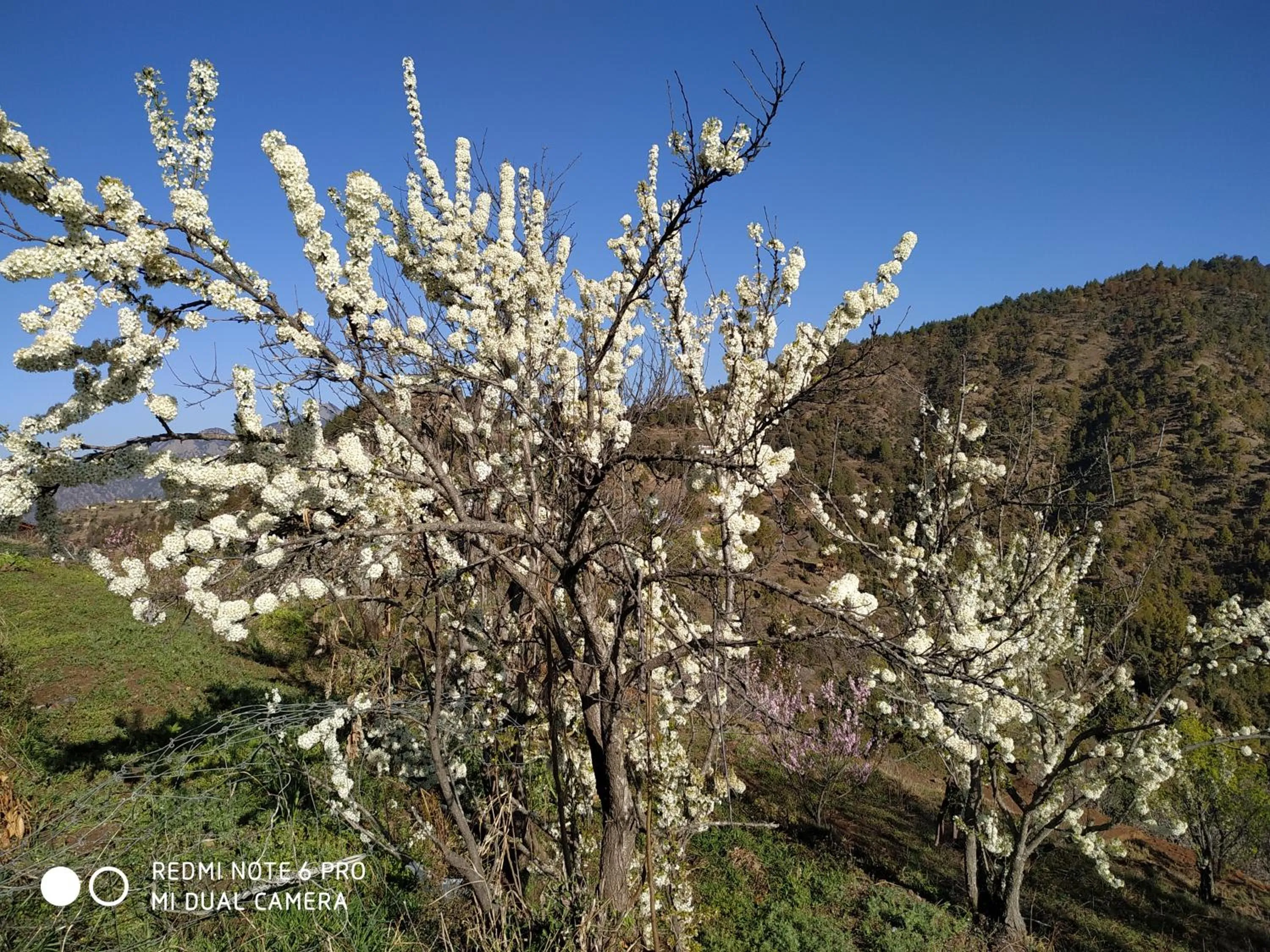 Natural landscape in IN APPLE ESTATE KANATAL - Himalayan View Resort with Courteous Staff