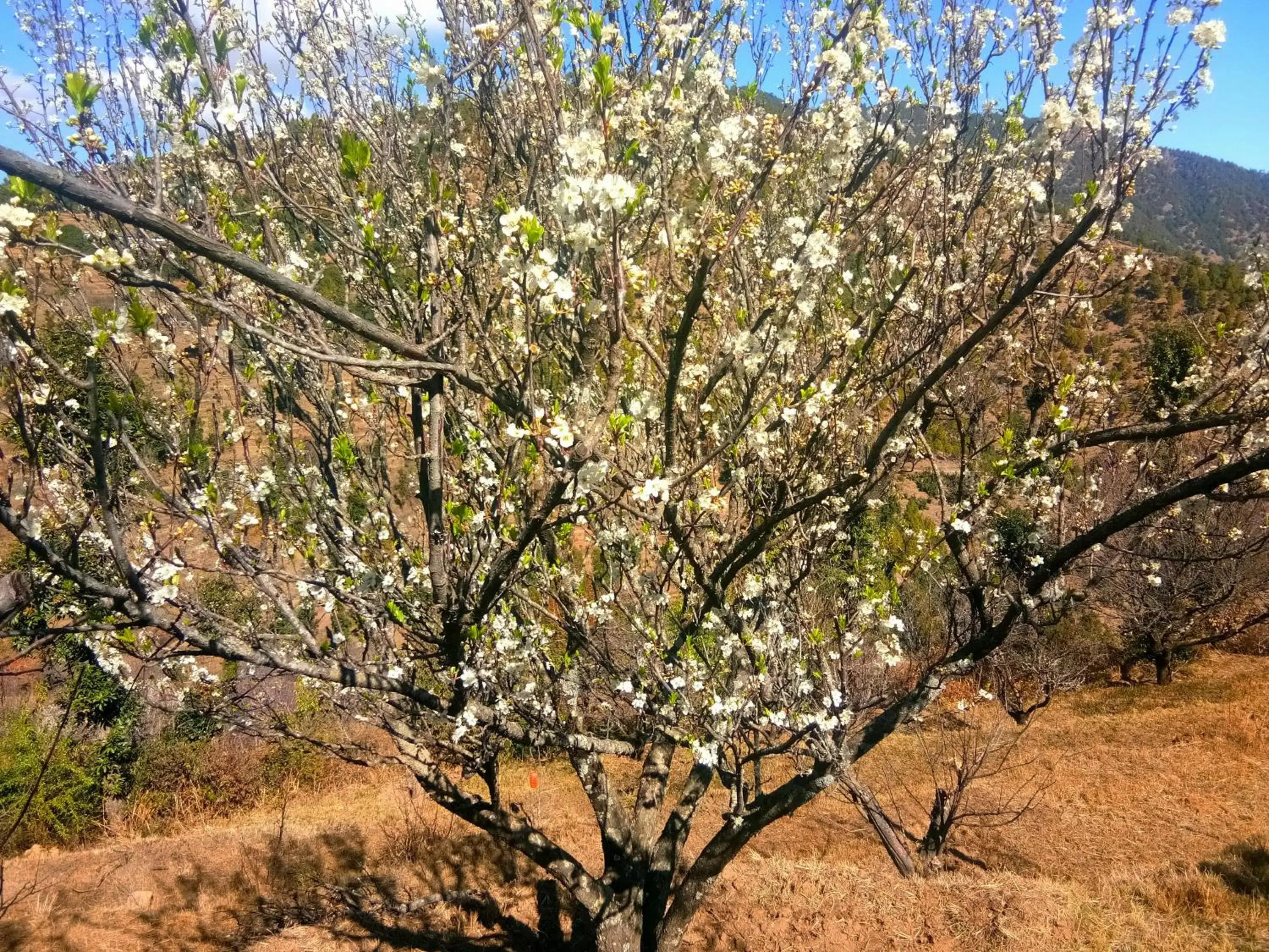 Garden in IN APPLE ESTATE KANATAL - Himalayan View Resort with Courteous Staff Garden in IN APPLE ESTATE KANATAL - Himalayan View Resort with Courteous Staff