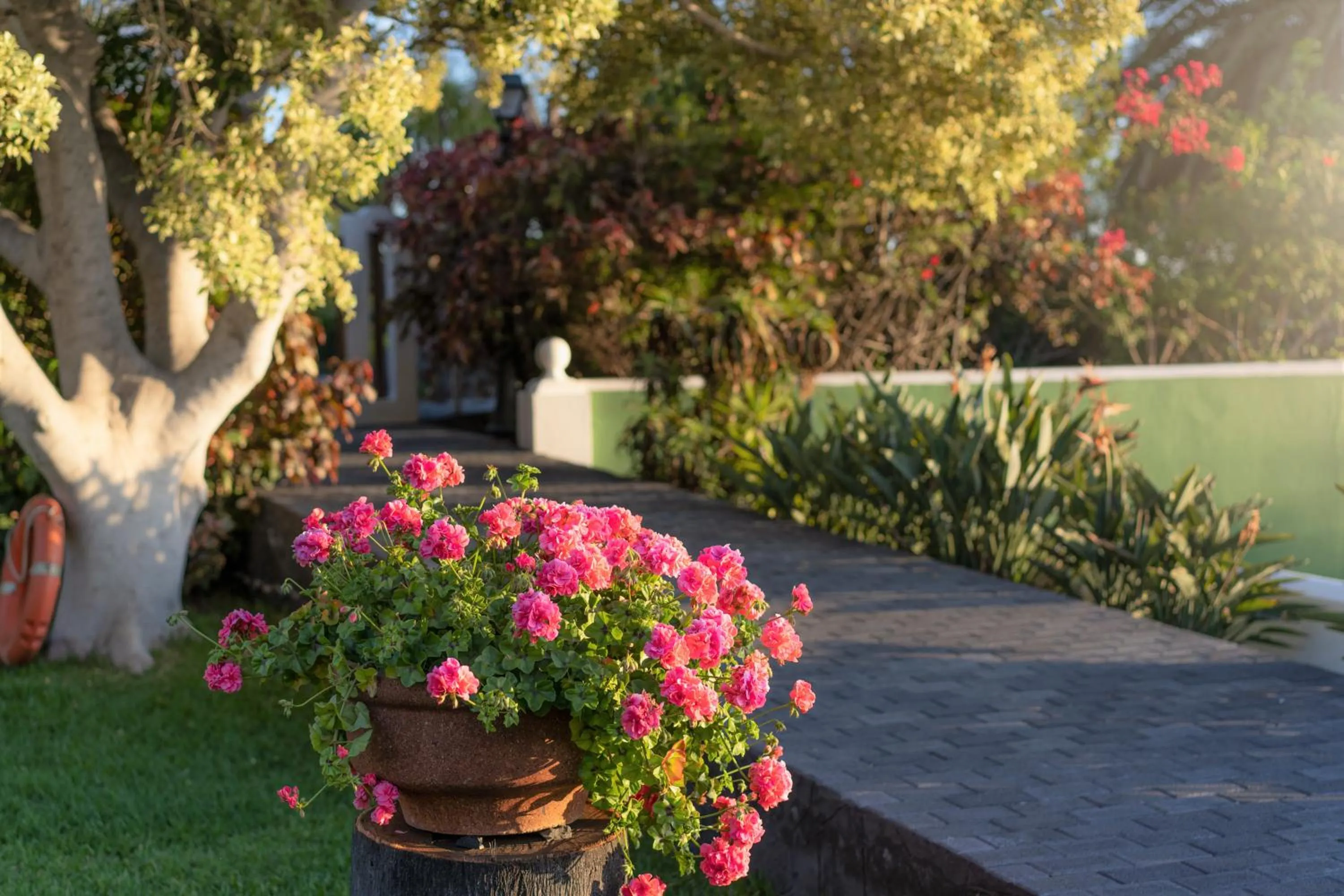 Garden in La Palma Jardín Resort