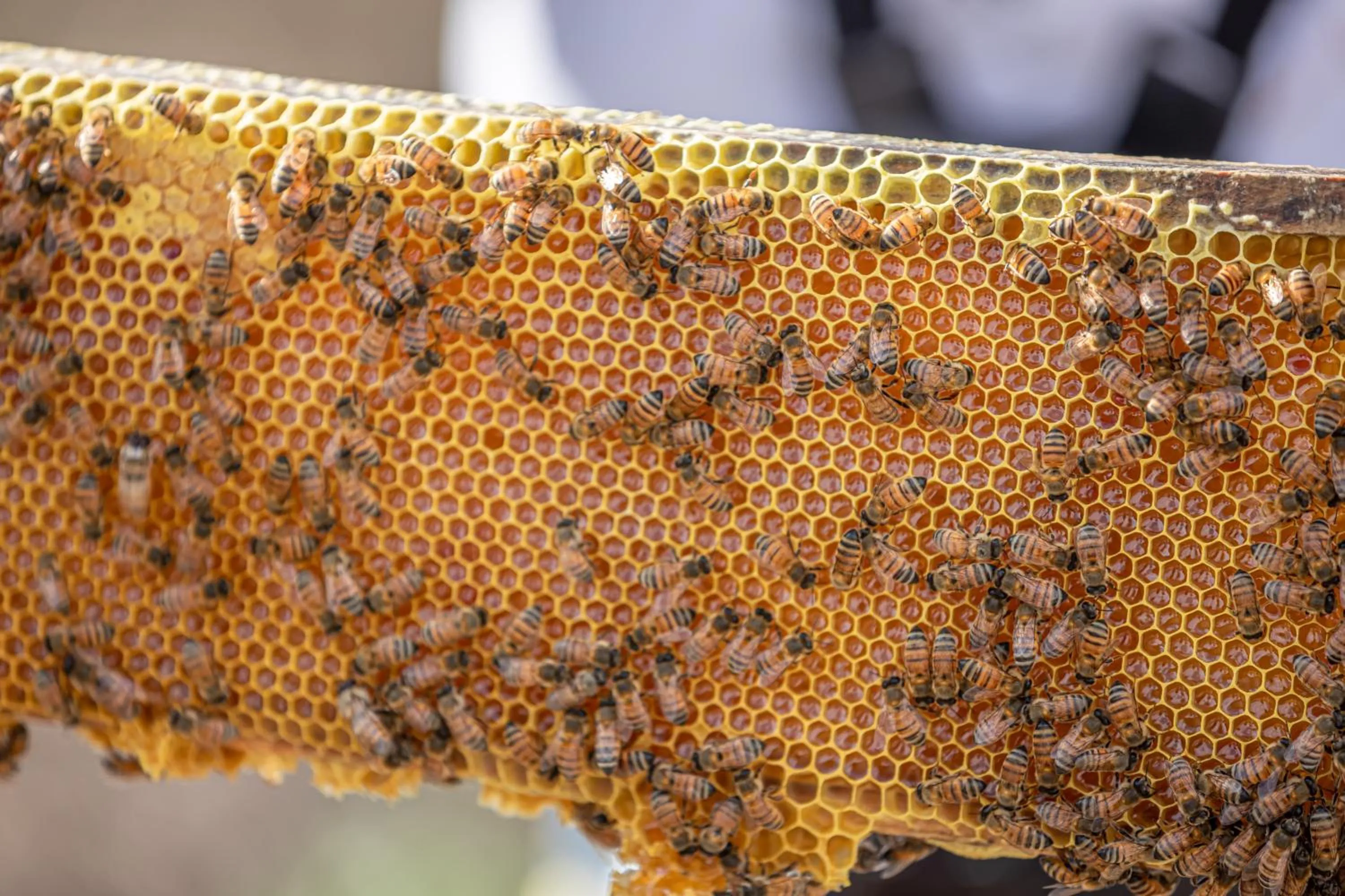 People in Viatura Omún, San Miguel de Allende, with Optional All Inclusive