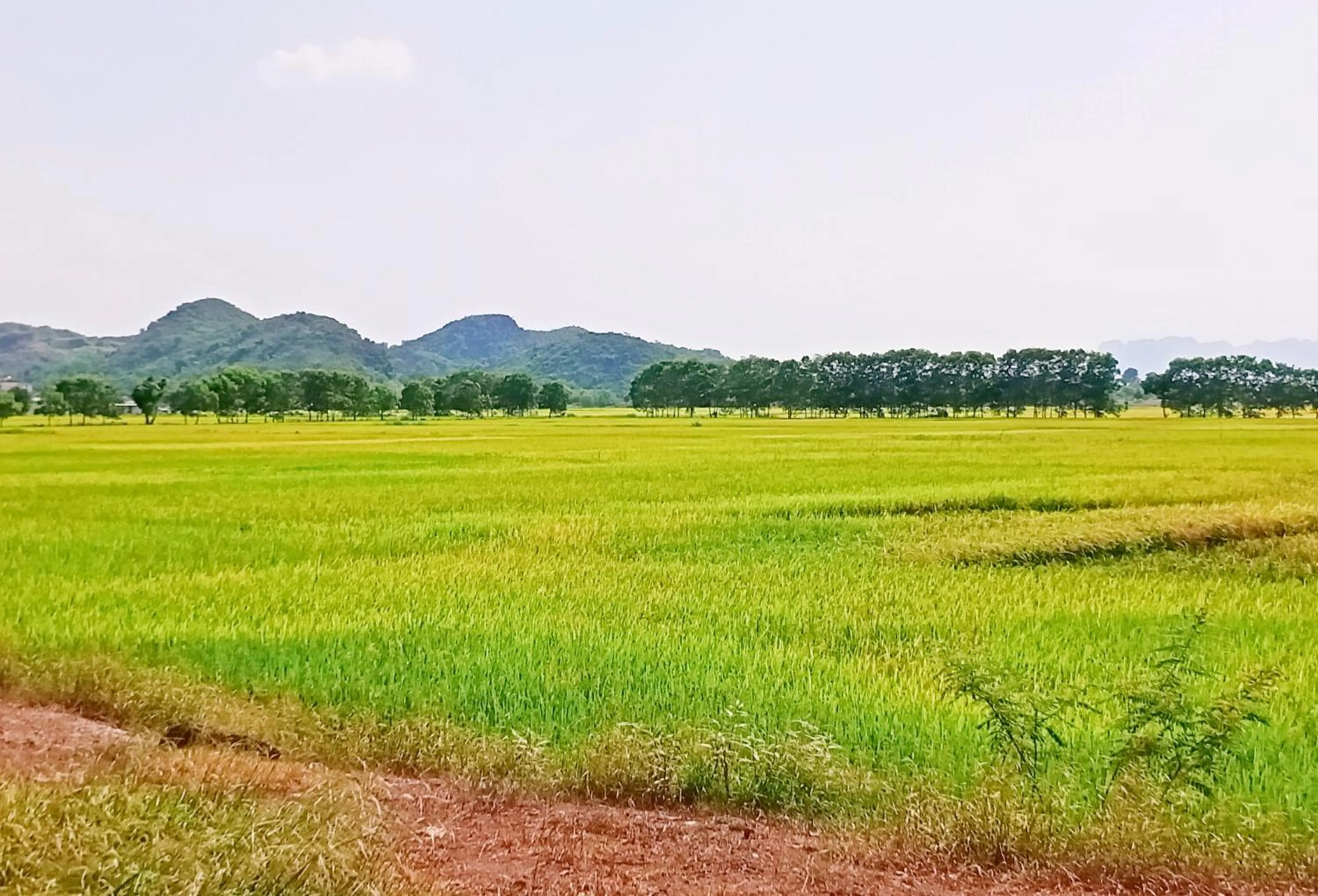 Neighbourhood in Mai Home Ninh Bình