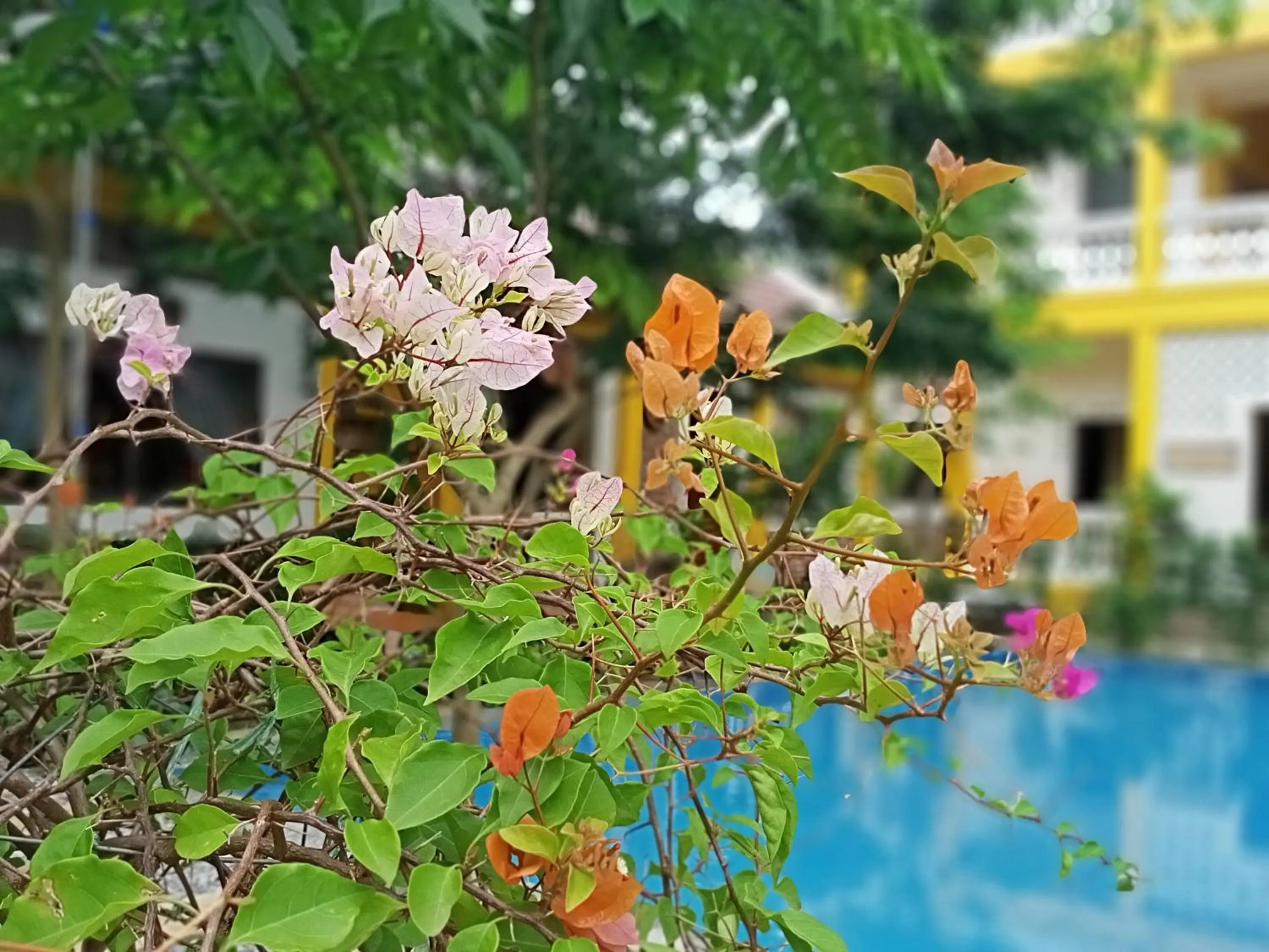 Garden in Mai Home Ninh Bình