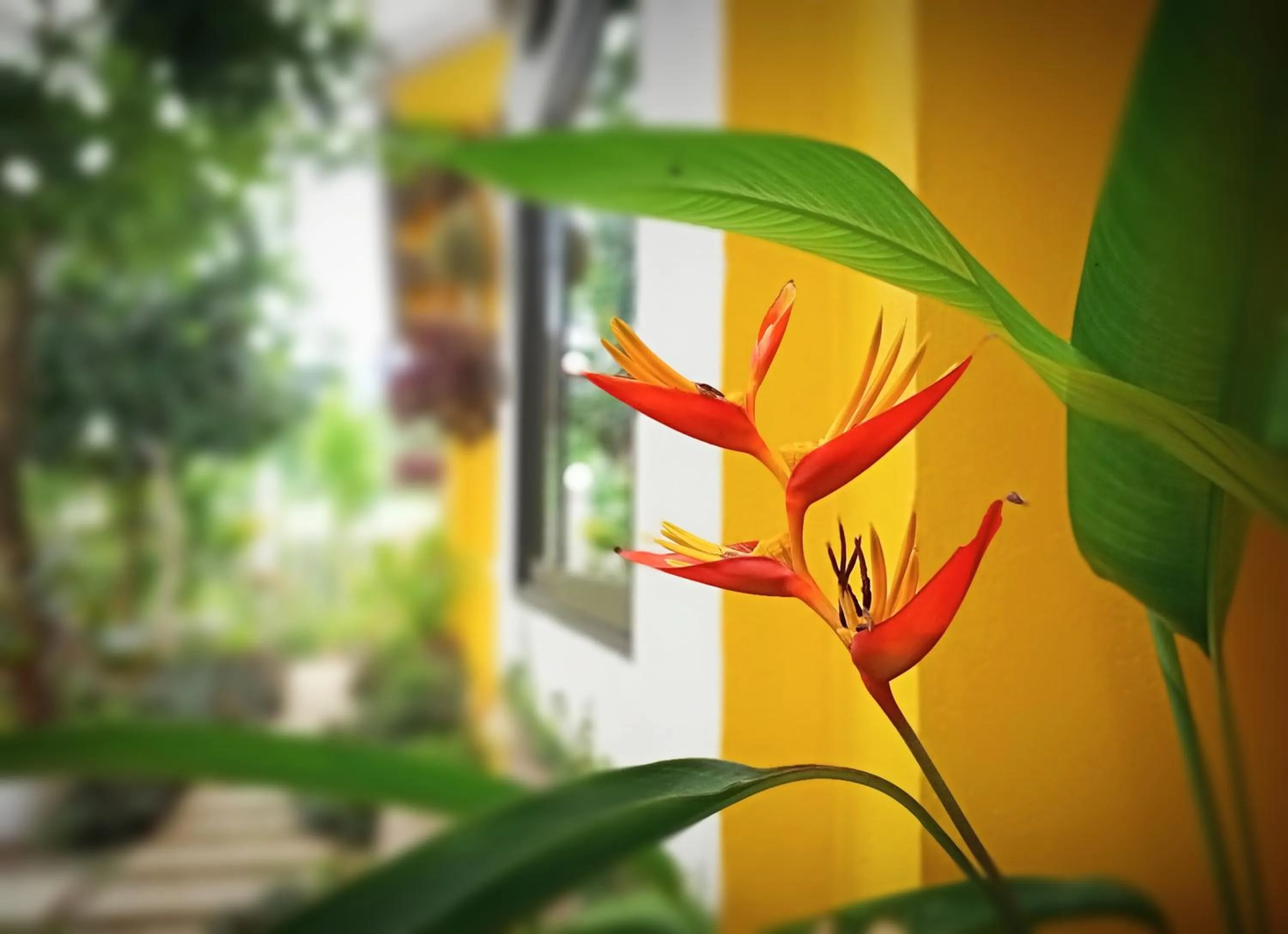 Garden in Mai Home Ninh Bình