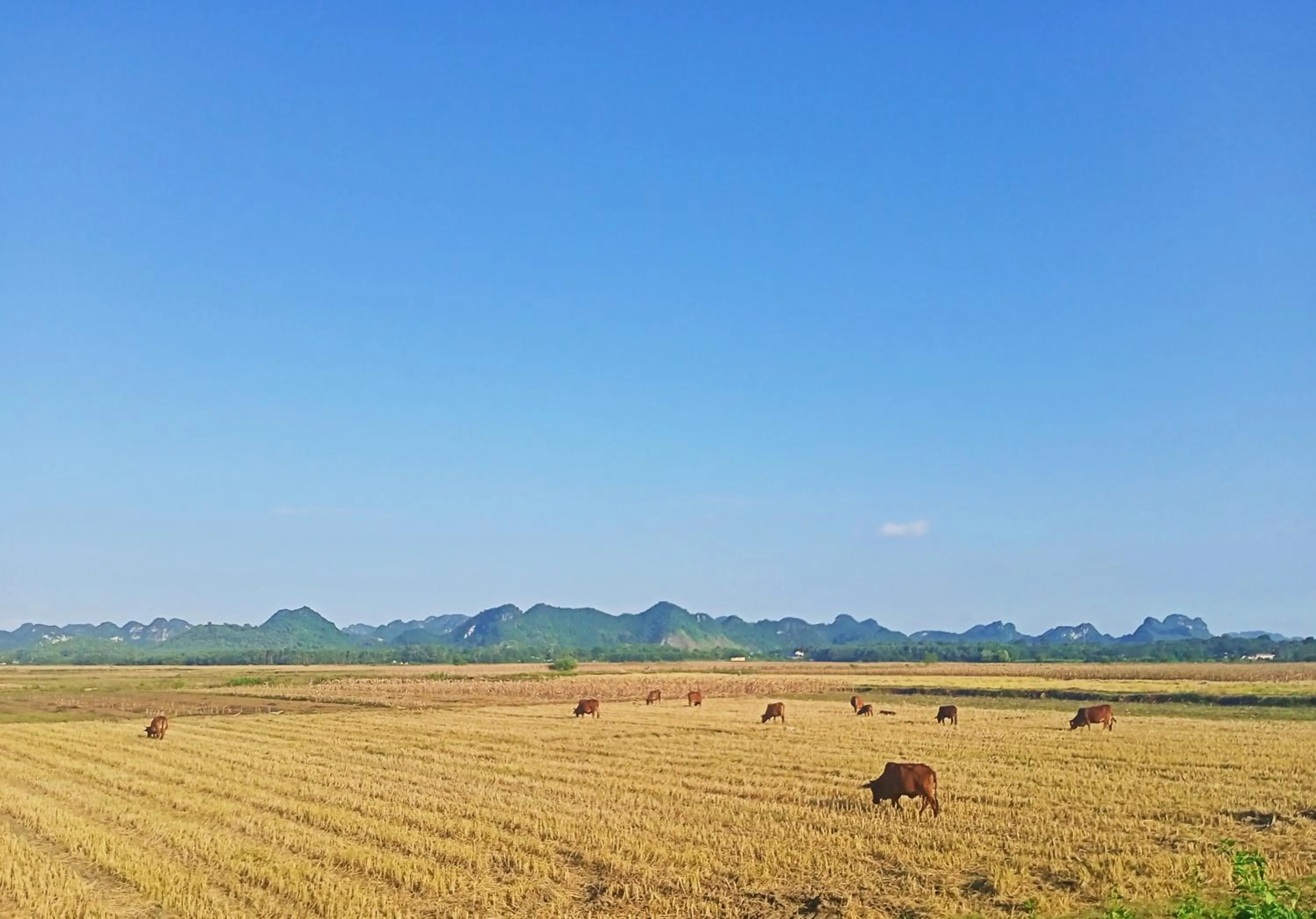 Neighbourhood in Mai Home Ninh Bình