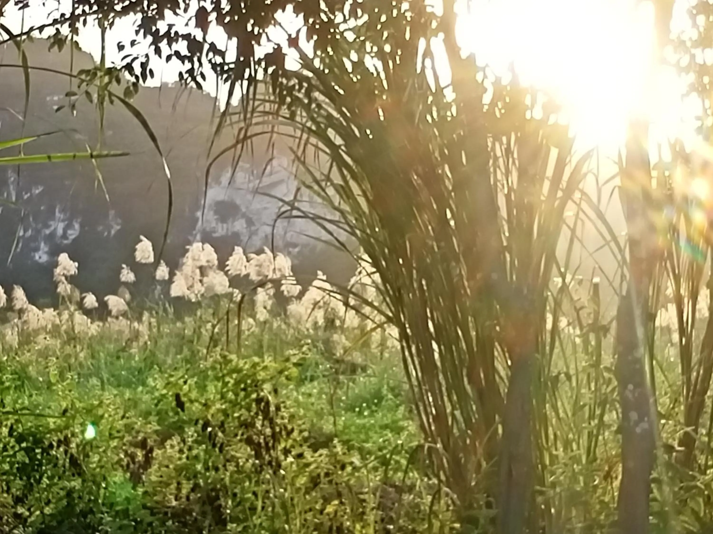 Natural landscape in Mai Home Ninh Bình
