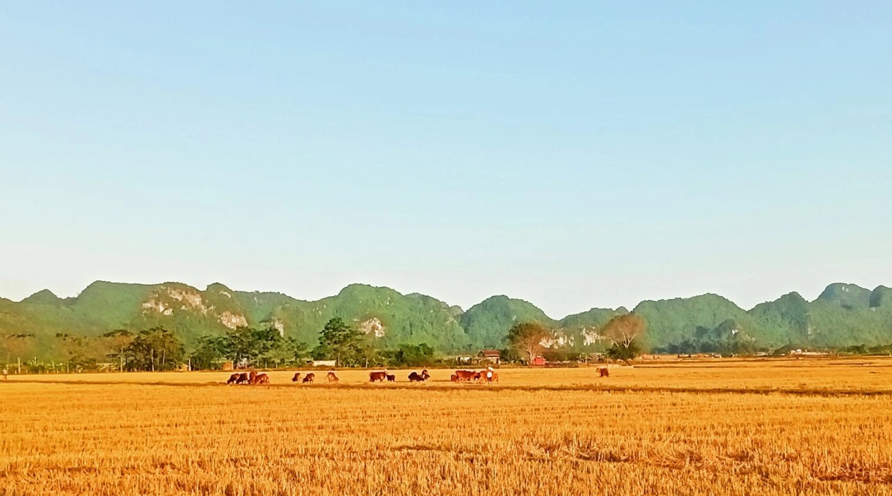 Natural landscape in Mai Home Ninh Bình