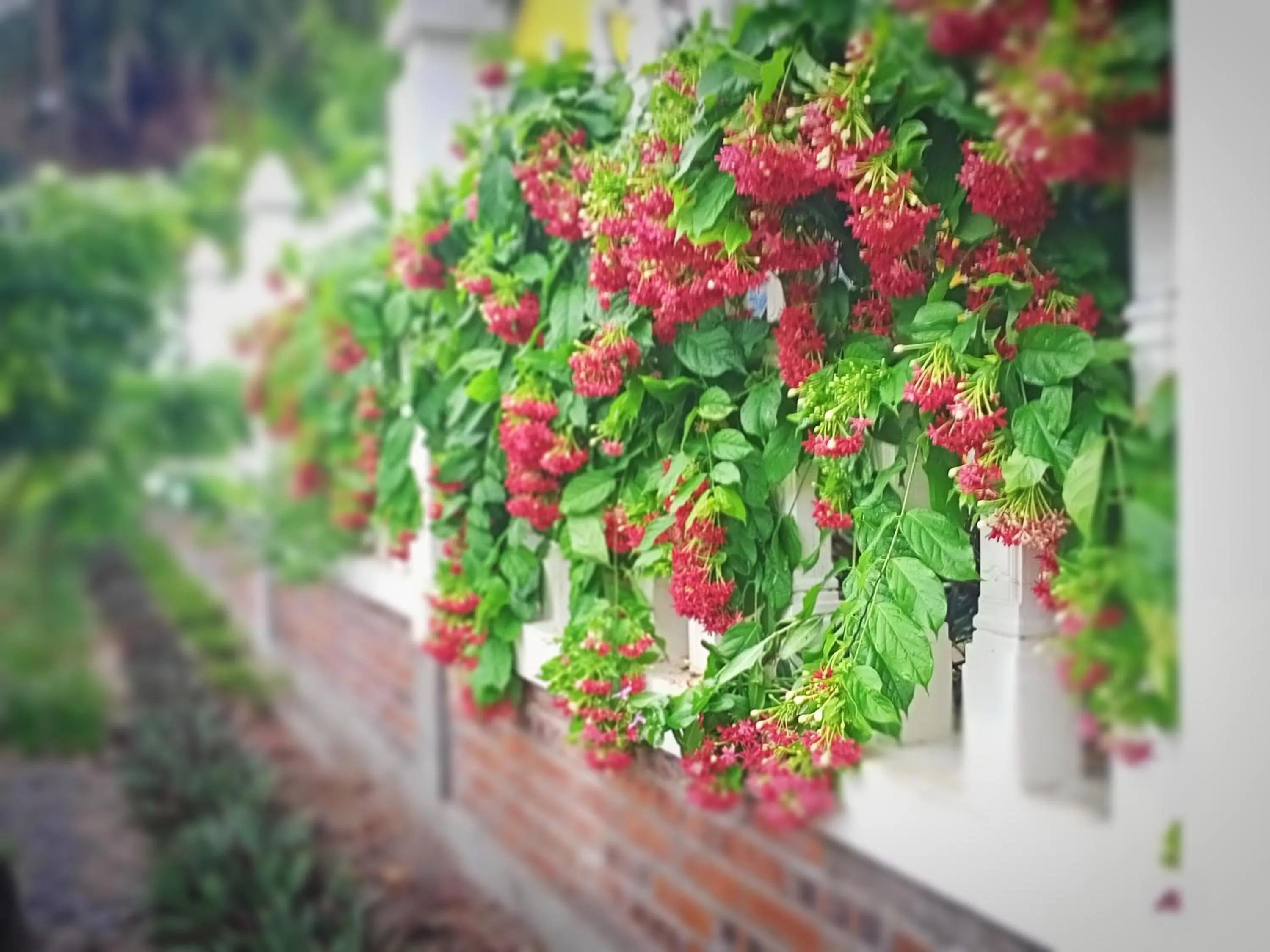 Garden in Mai Home Ninh Bình