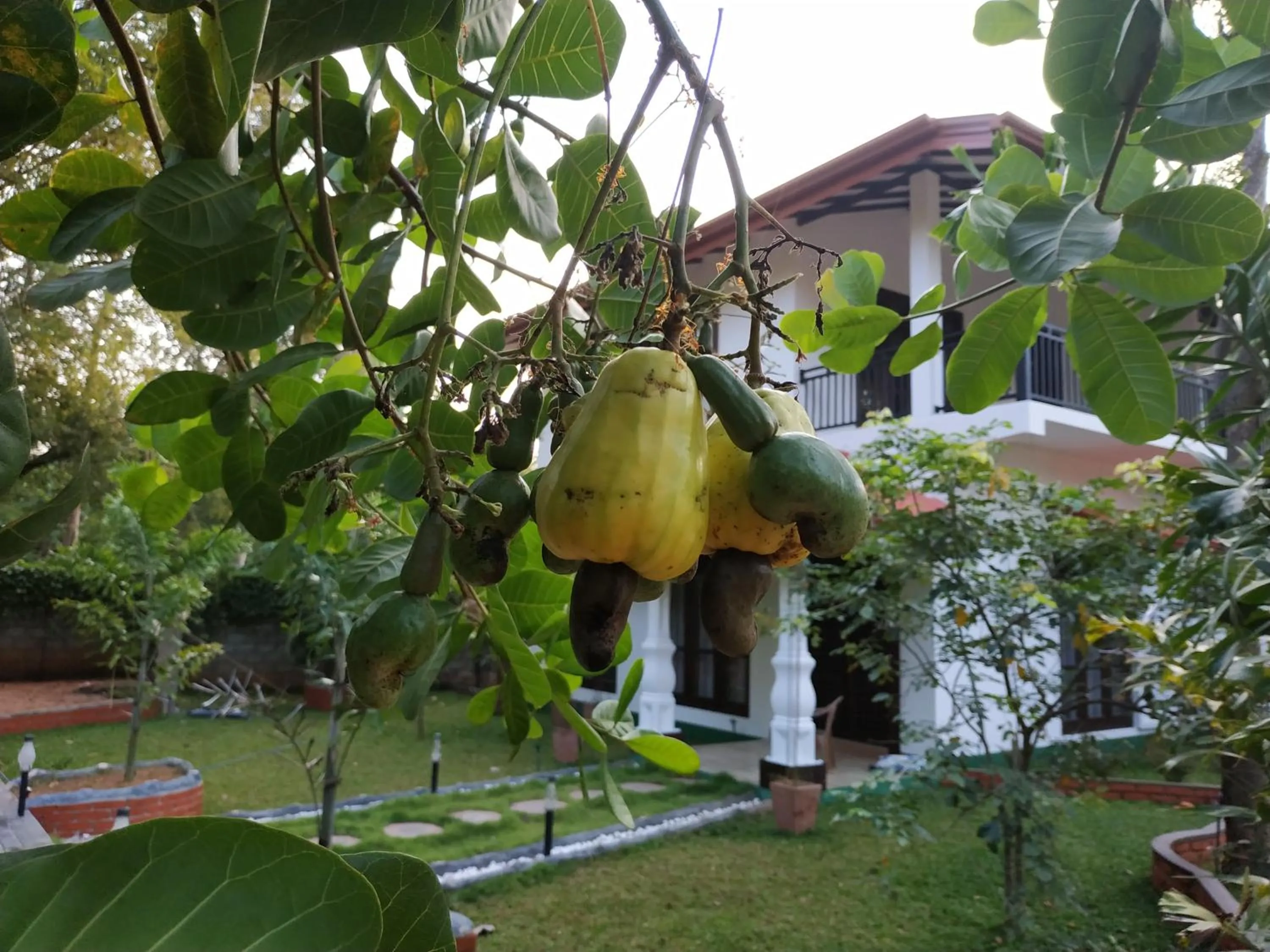 Sigiriya Cashew Palace Resort