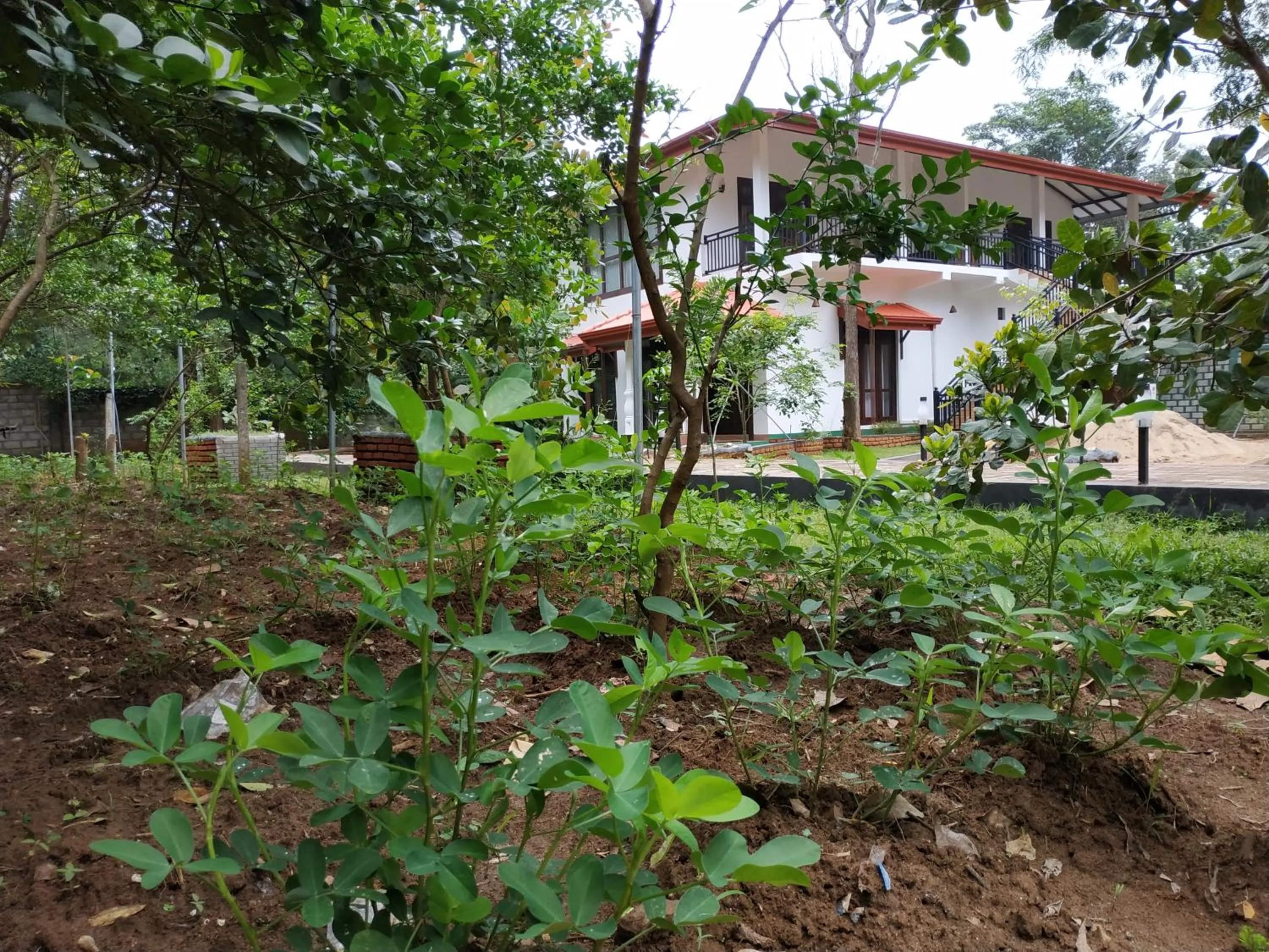Garden in Sigiriya Cashew Palace Resort