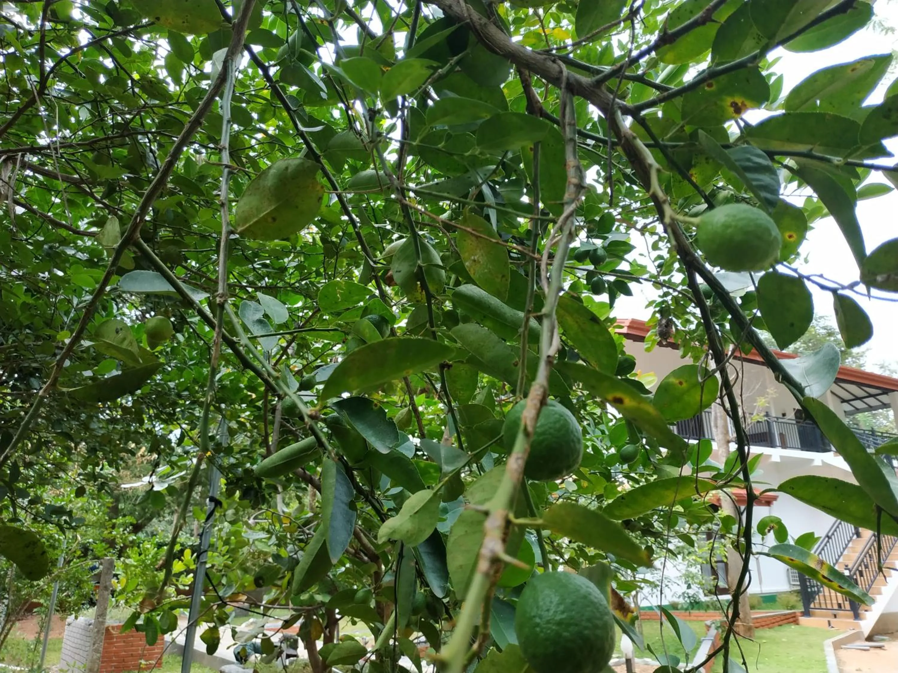 Sigiriya Cashew Palace Resort