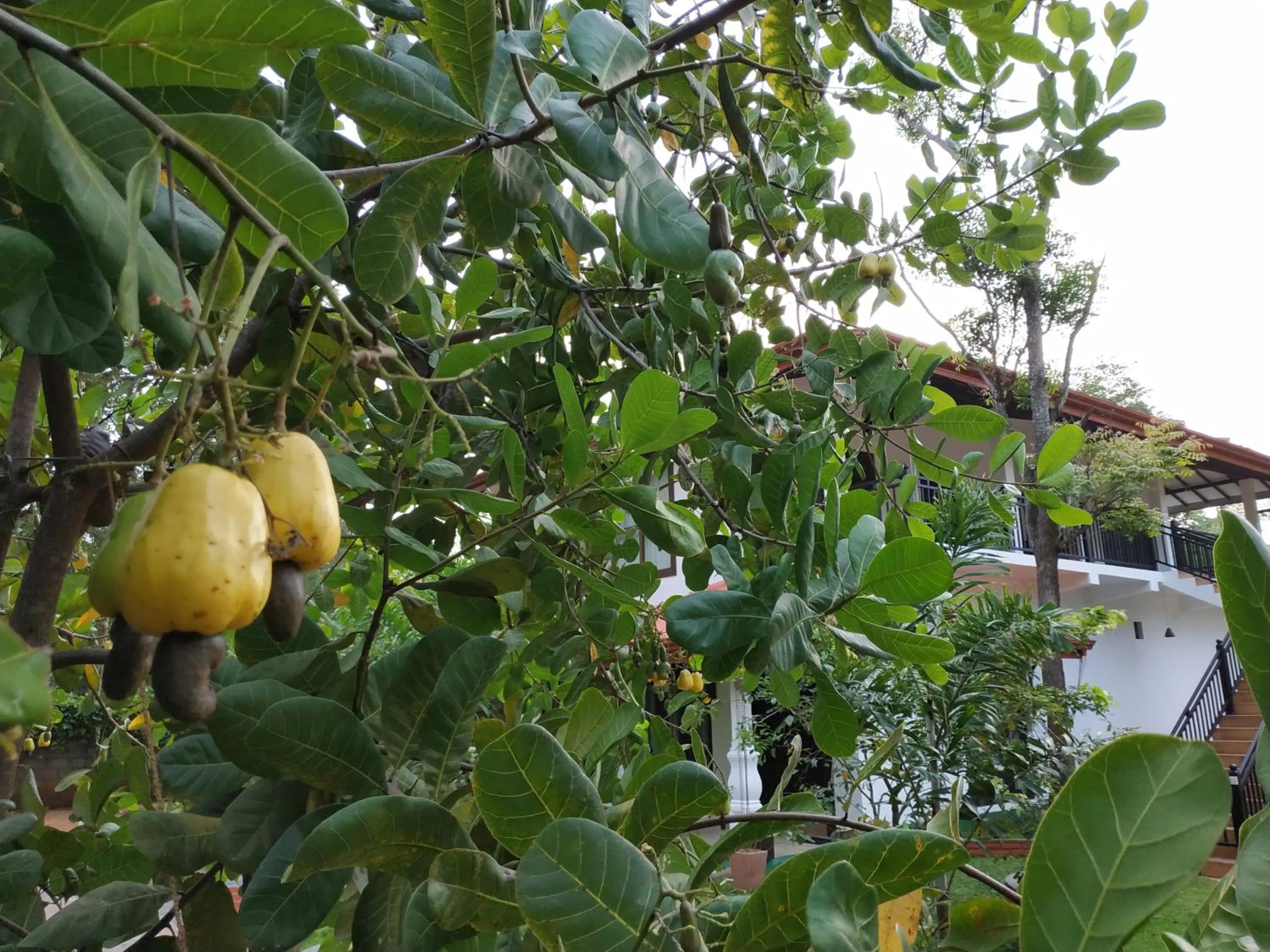 Garden in Sigiriya Cashew Palace Resort