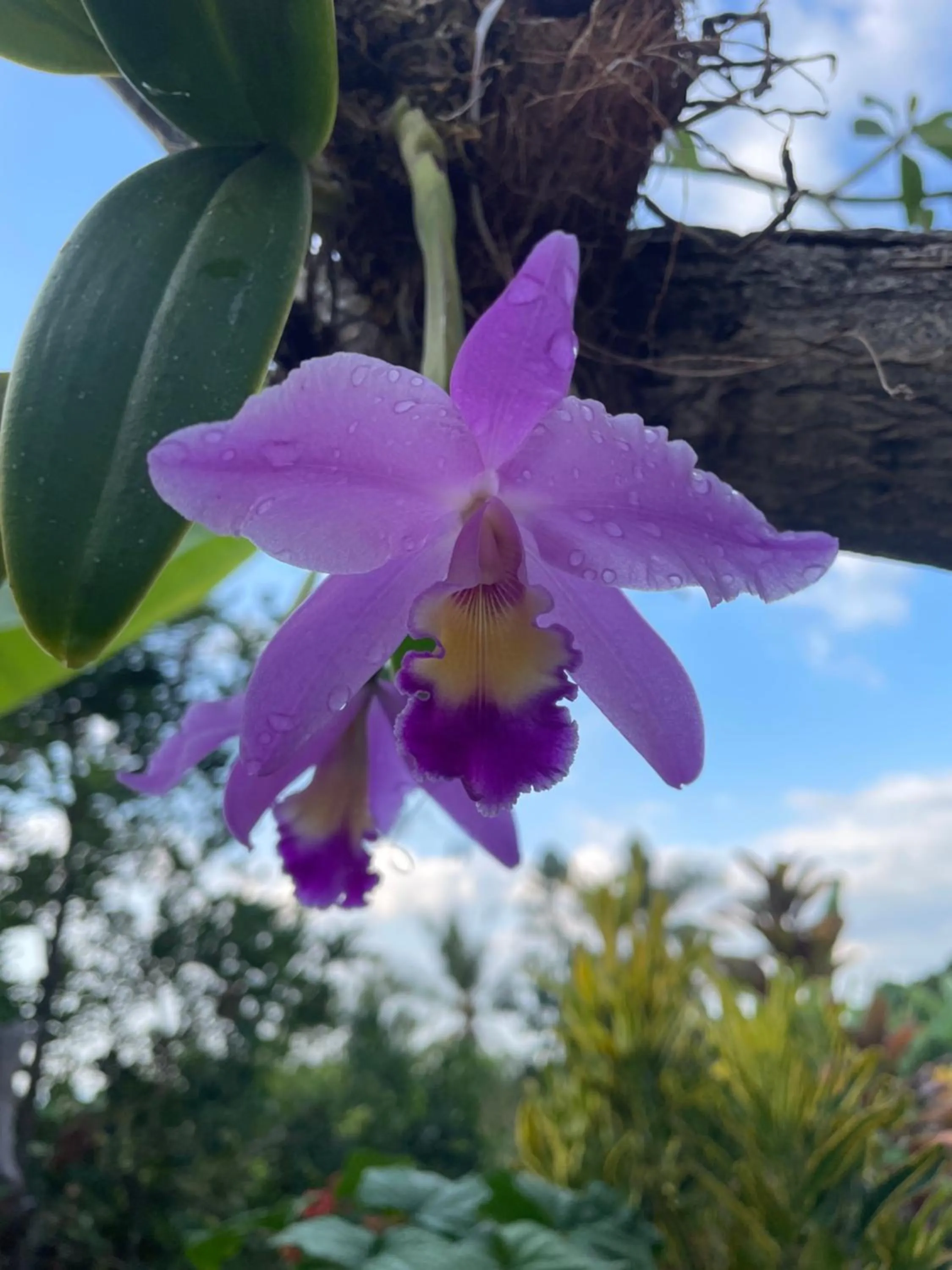 Garden in Villa Mata Hari