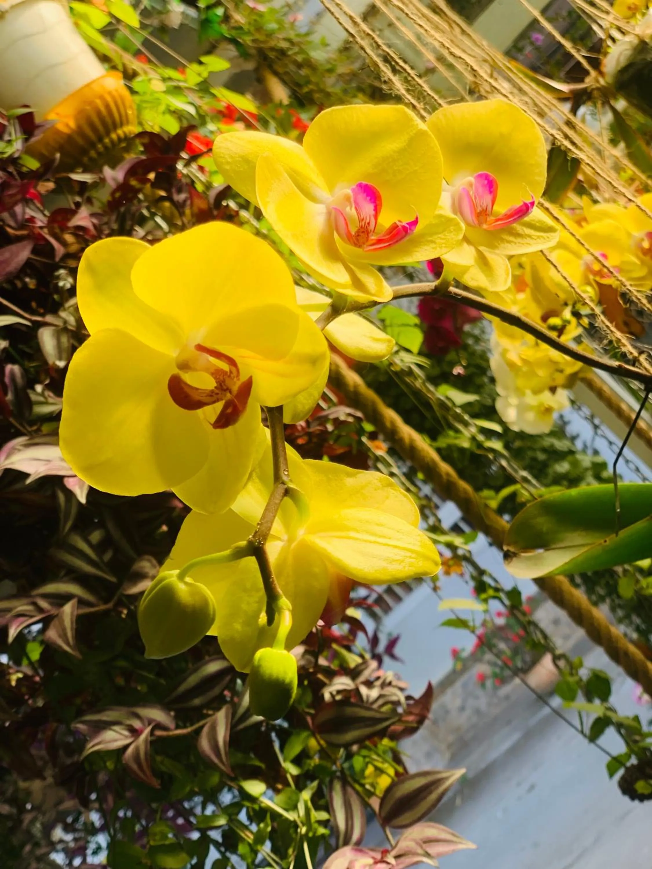 Day in DALAT STREAM HOTEL-Khách sạn đẹp Đà Lạt