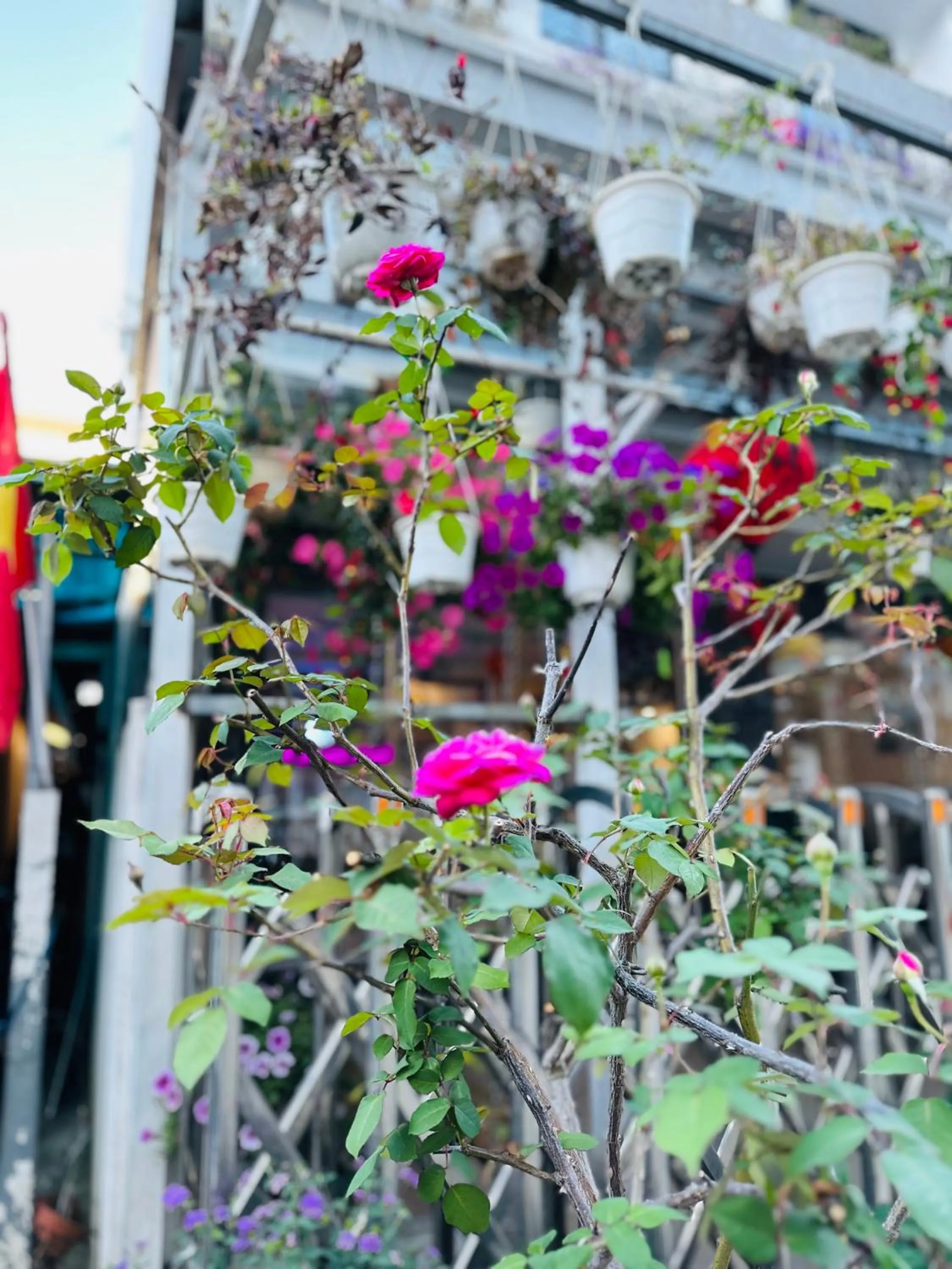 Spring in DALAT STREAM HOTEL-Khách sạn đẹp Đà Lạt