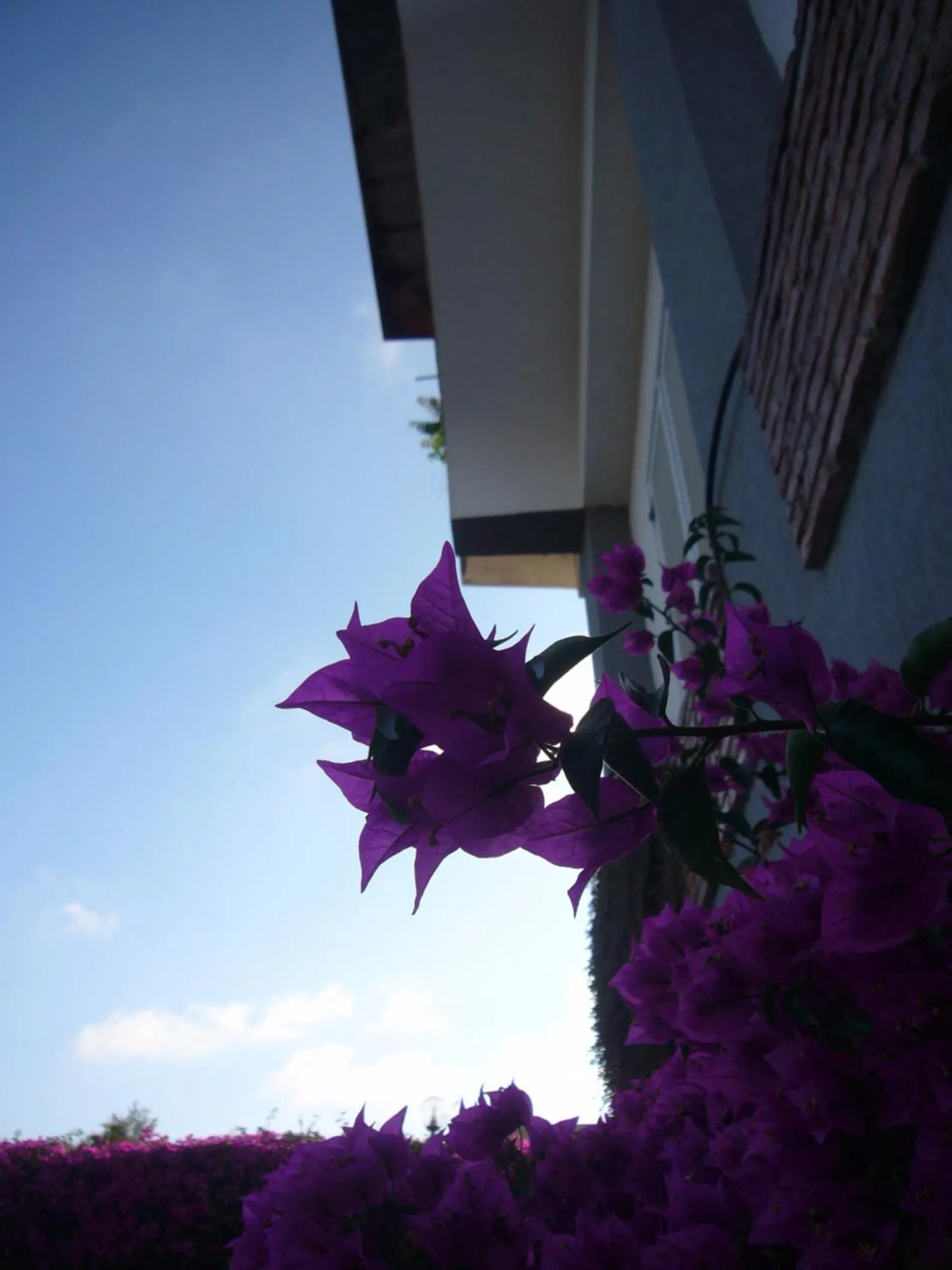 Other in Hotel La Tripergola