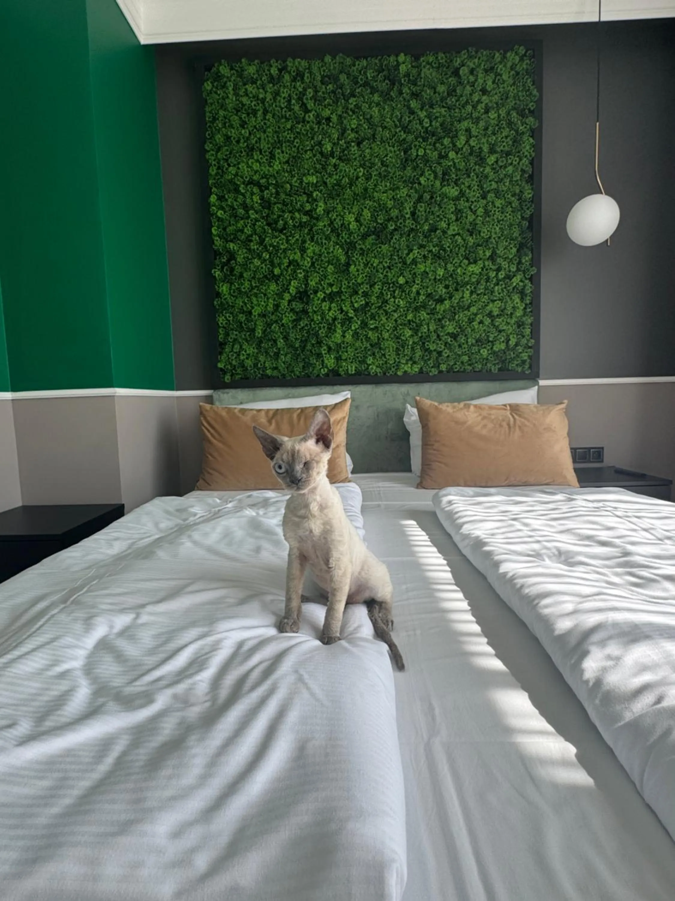 Animals, Bed in Aparthotel Green Concrete