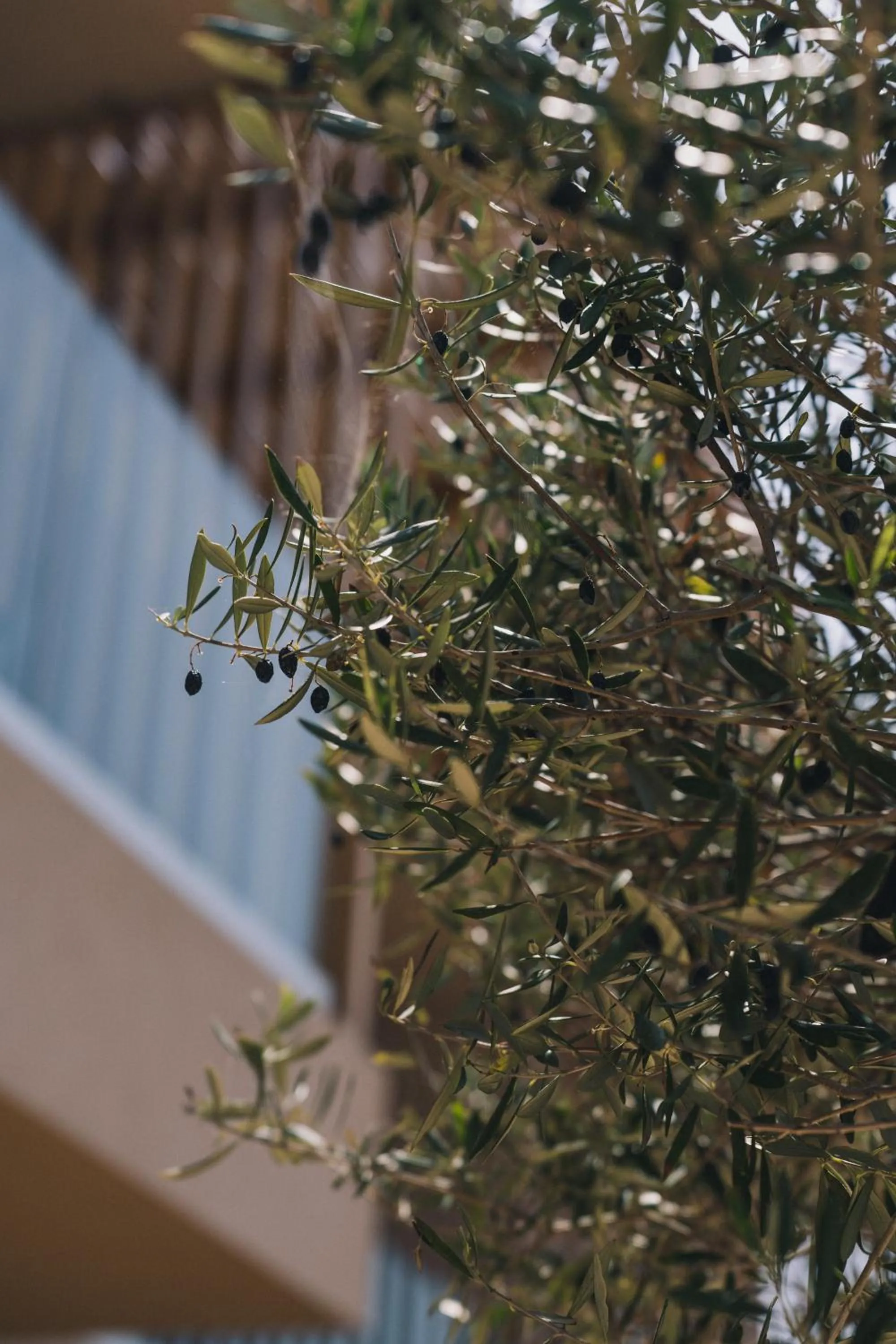 Natural landscape in The Nest Resort