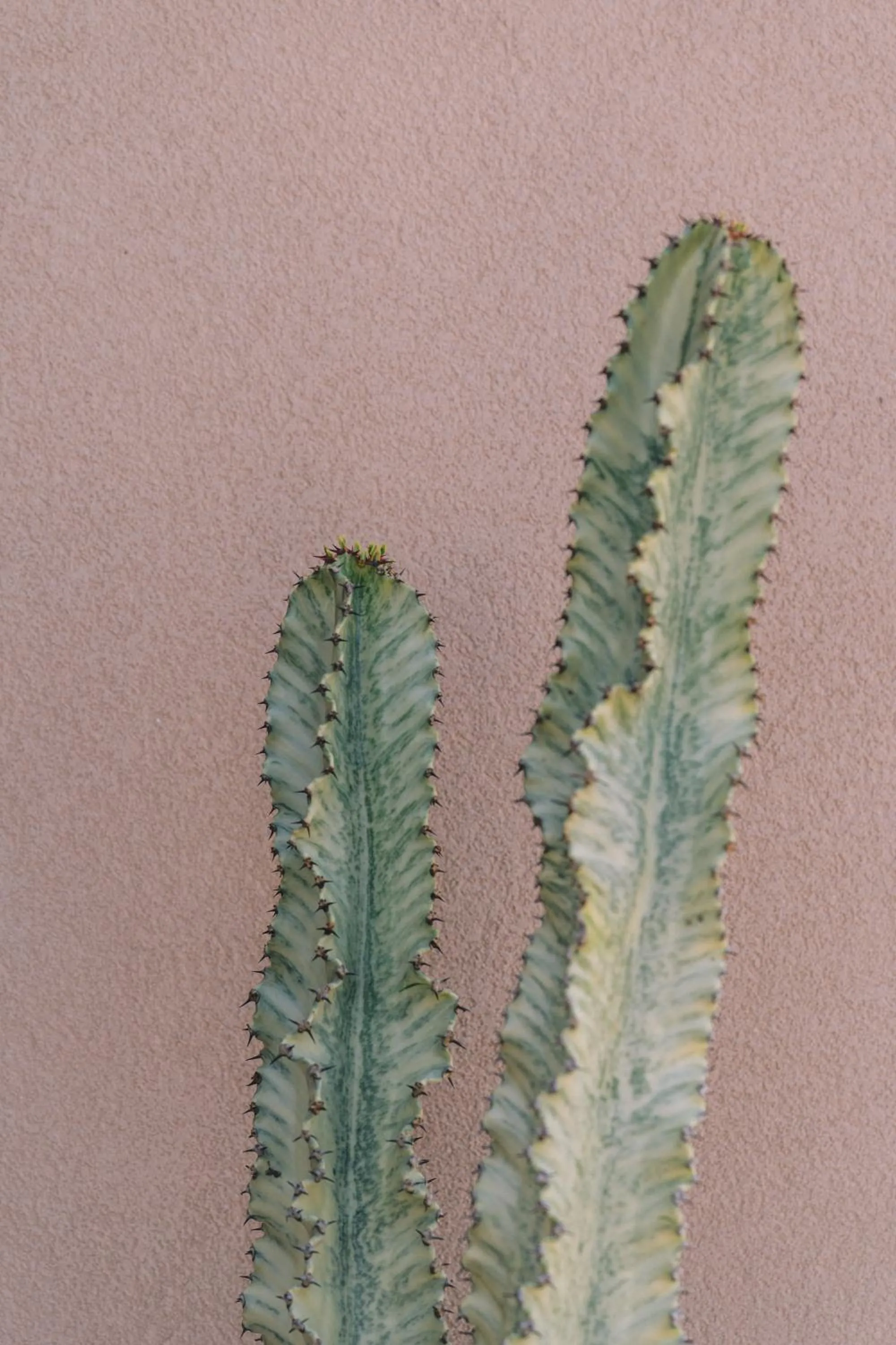 Natural landscape in The Nest Resort