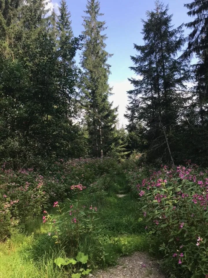 Hiking in Hotel Bergstätter Hof