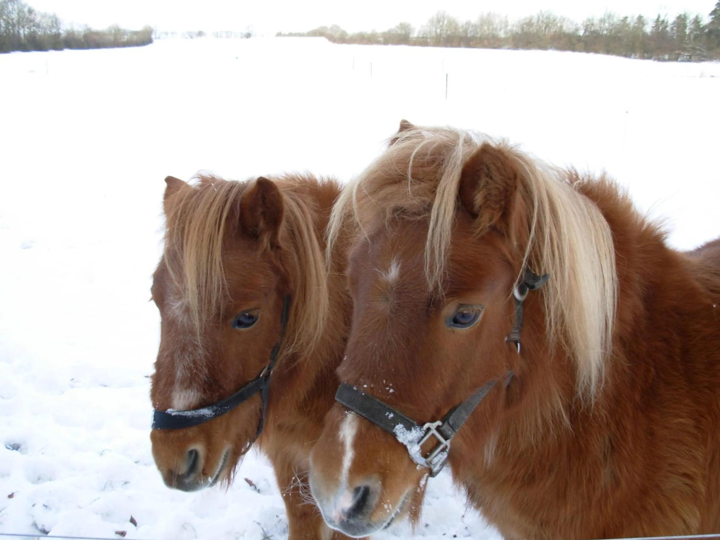 Animals in Gregersminde