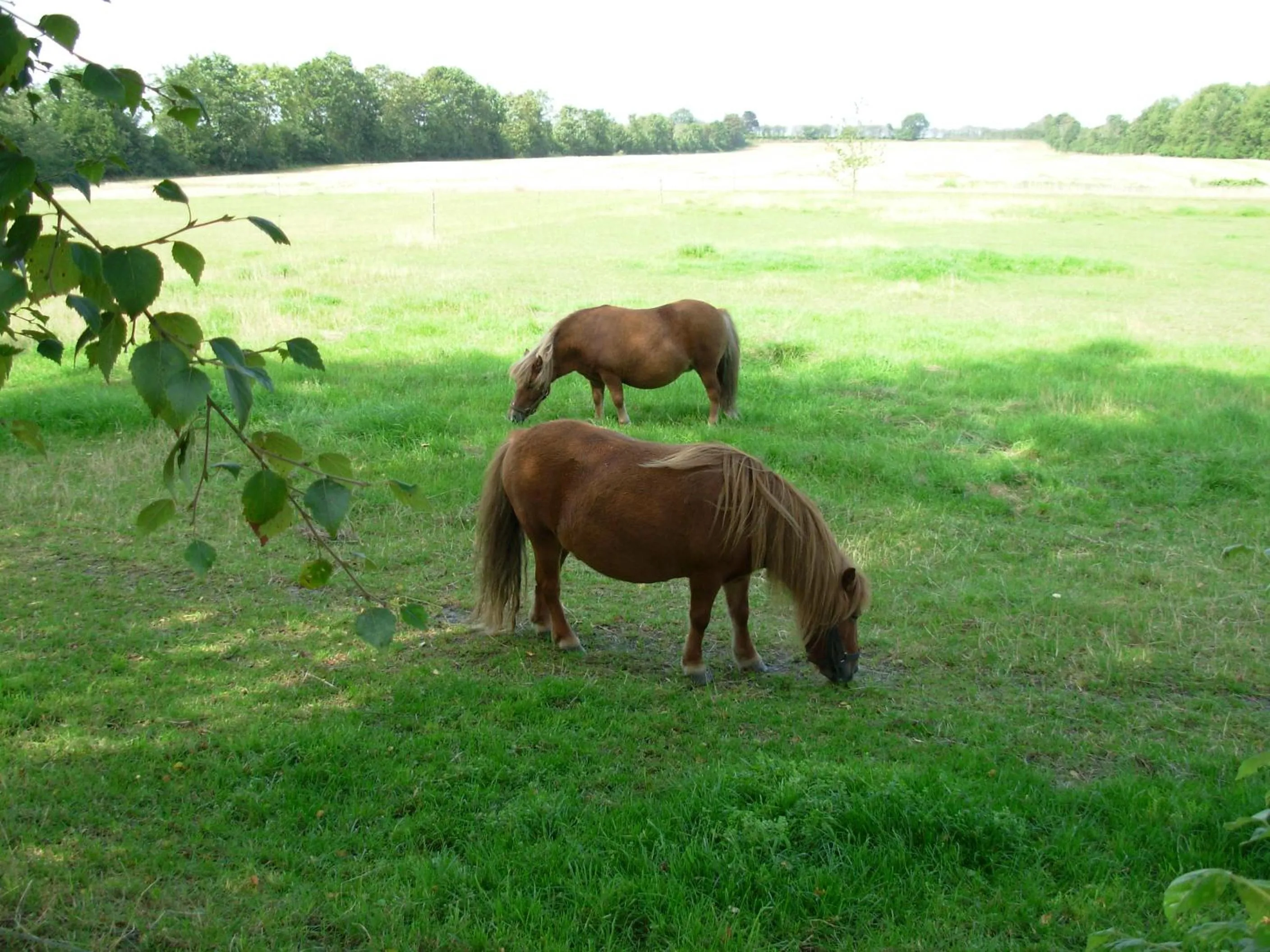 Animals in Gregersminde