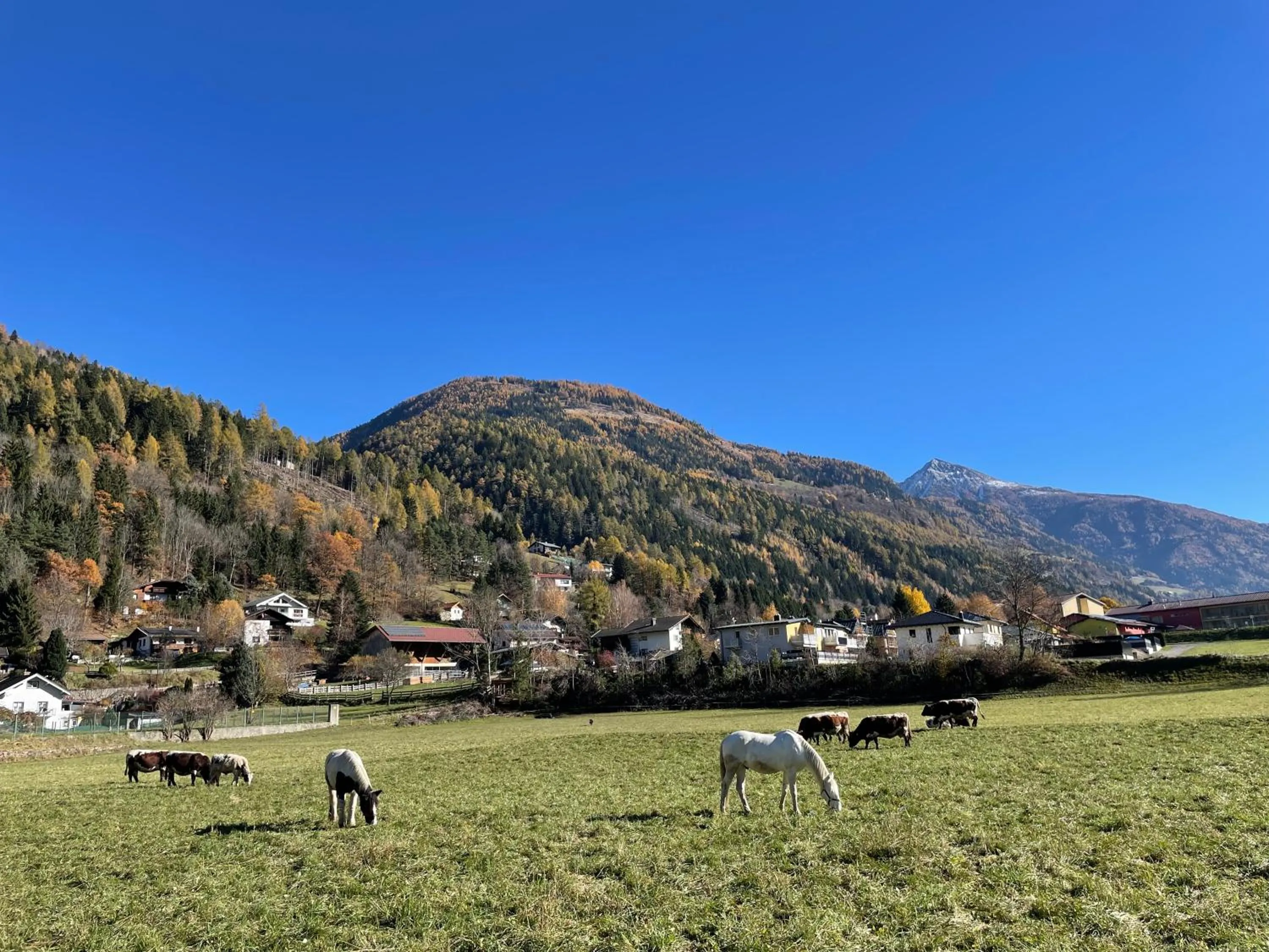 Bio-Bauernhof Auernig