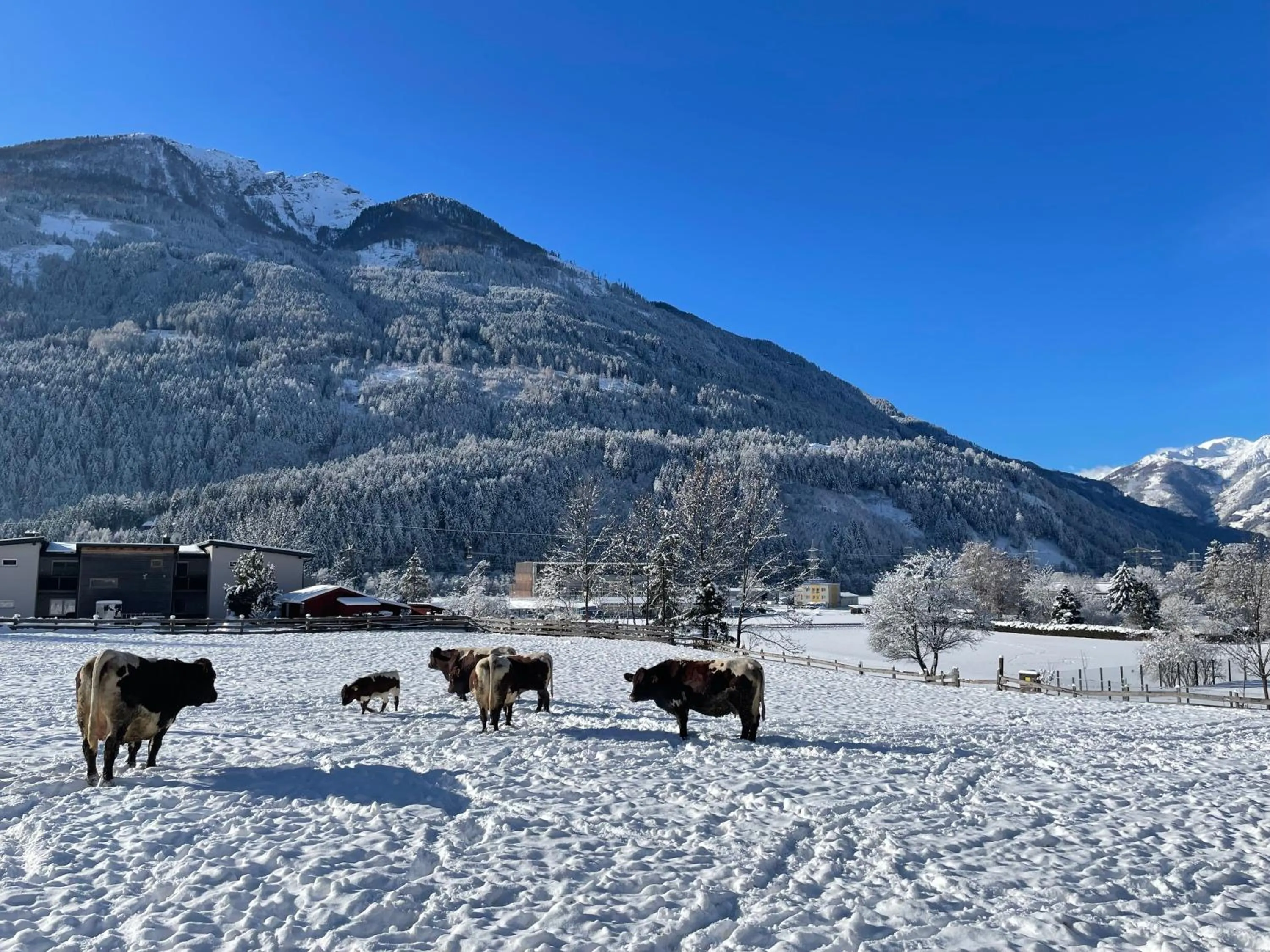Bio-Bauernhof Auernig