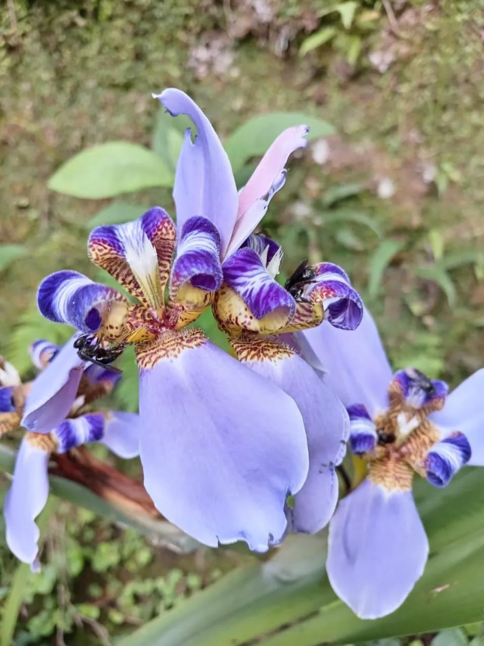 Hotel Green Mountain turrialba