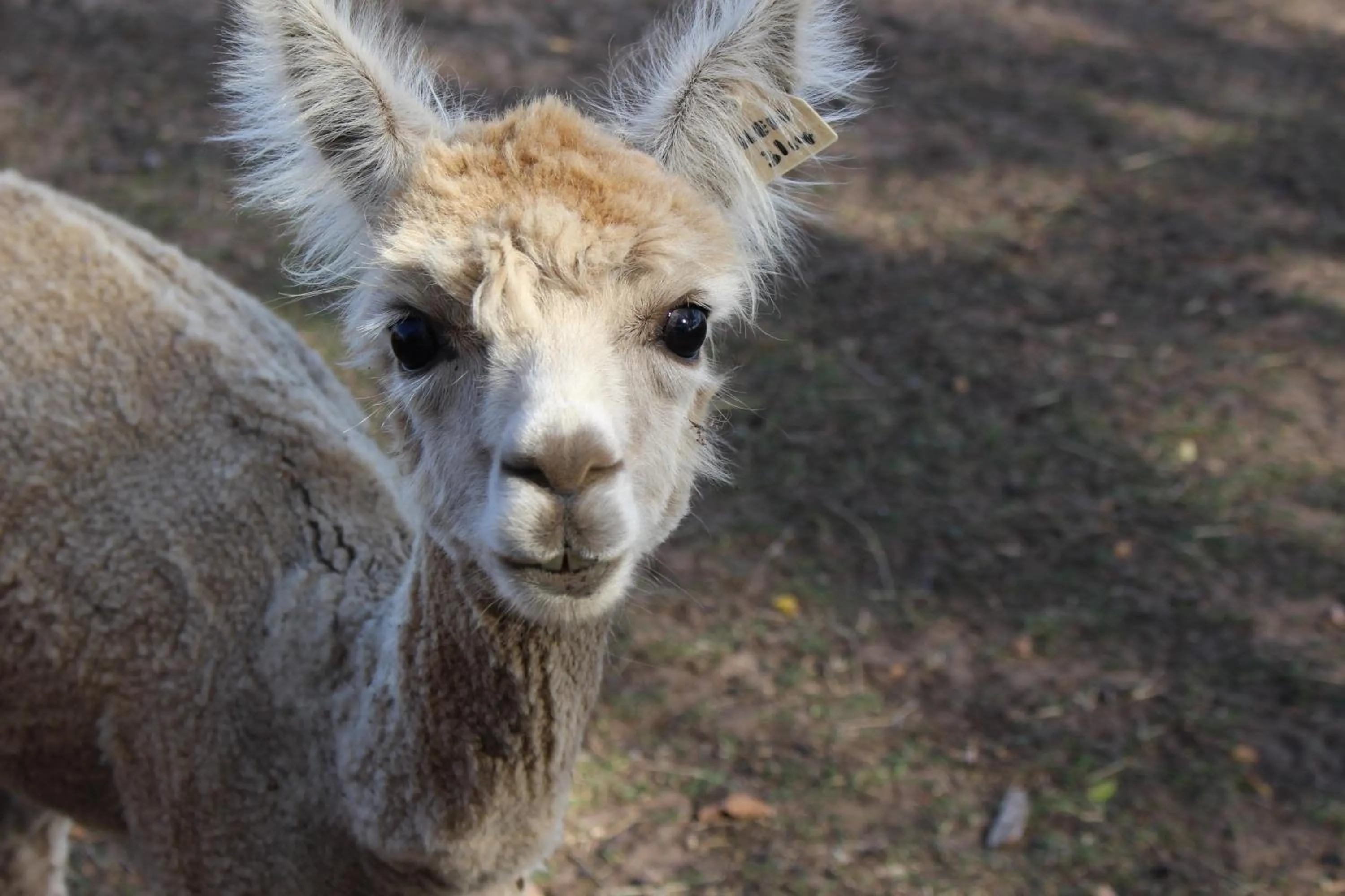 Pets in Ivy on Glenelg