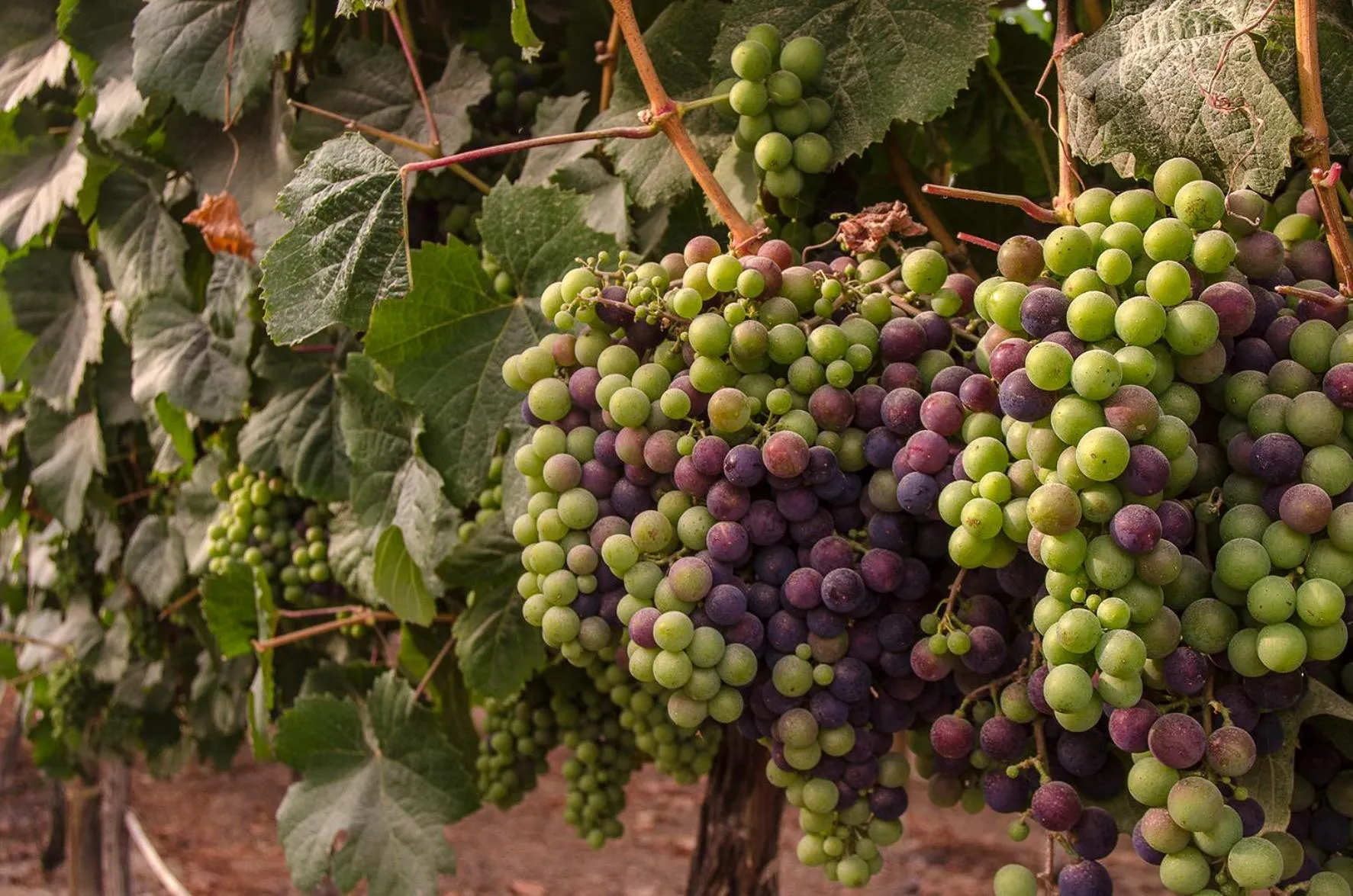 Off site in Hotel Viñas Queirolo