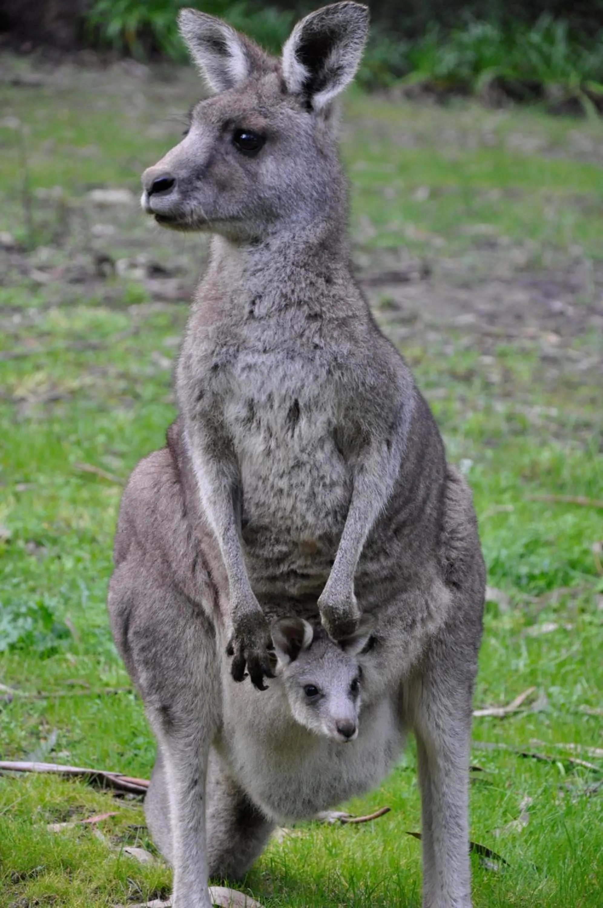 Animals in Qdos