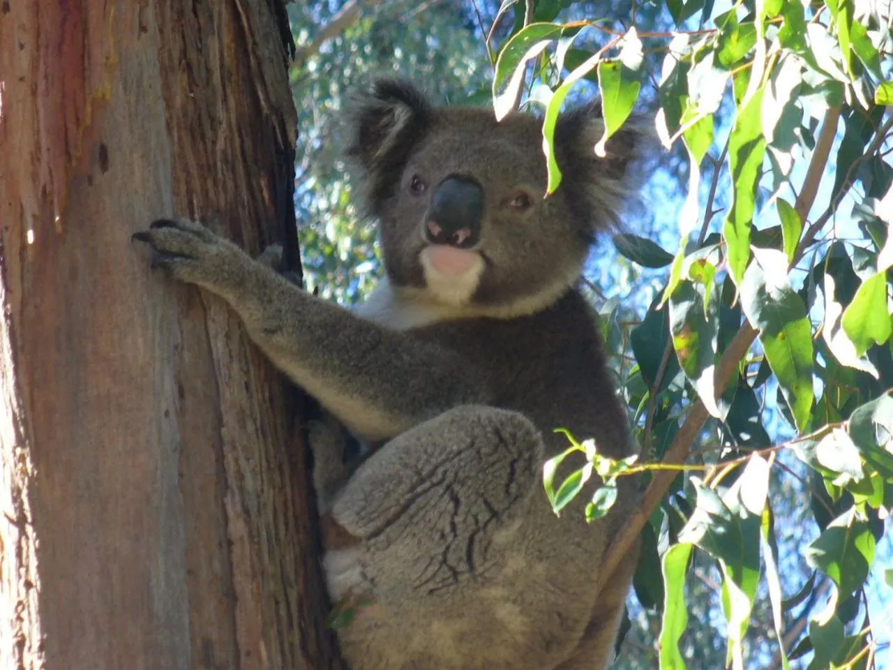Animals in Qdos