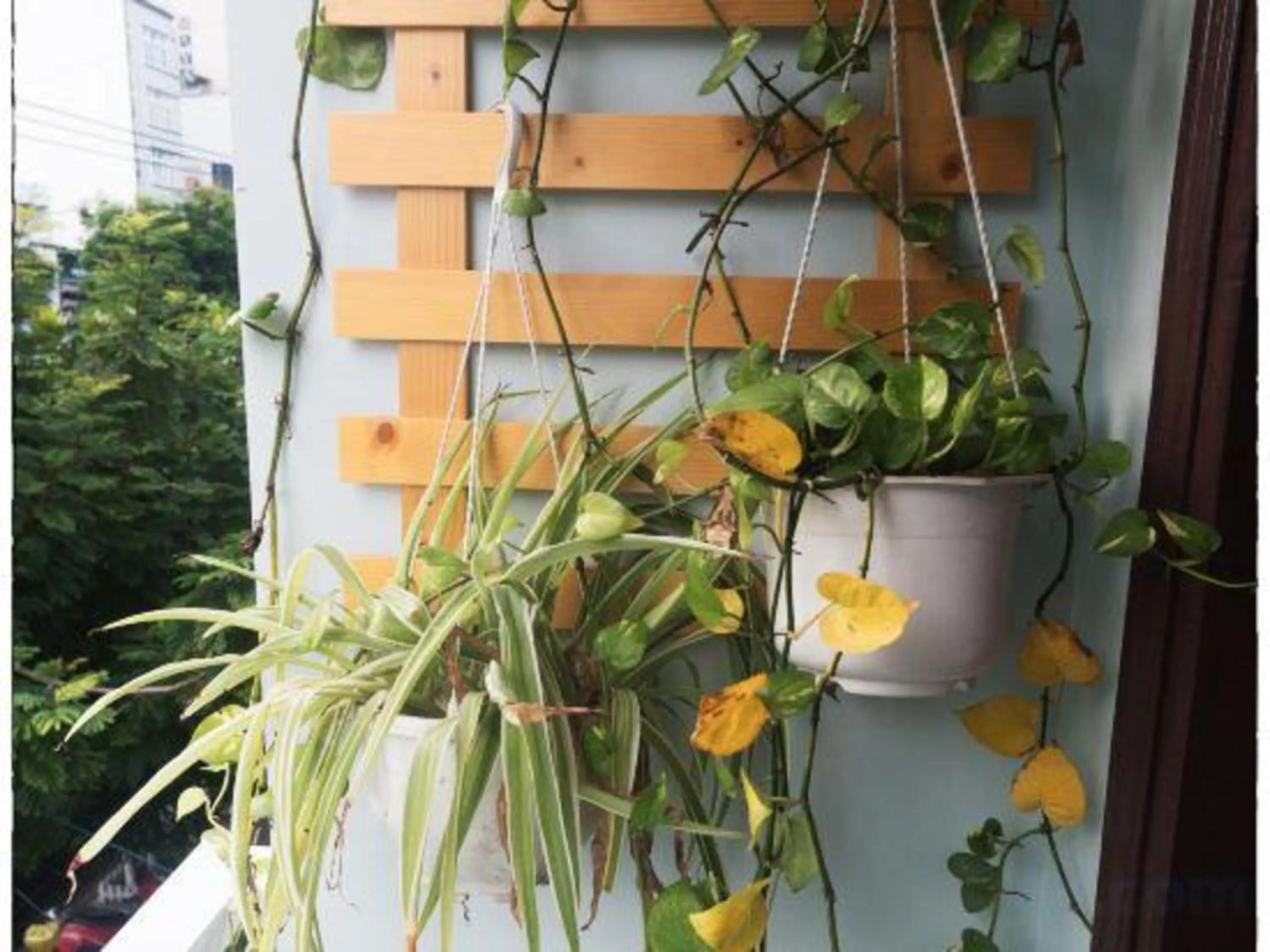 Garden in OYO 1168 Elly's Home 2