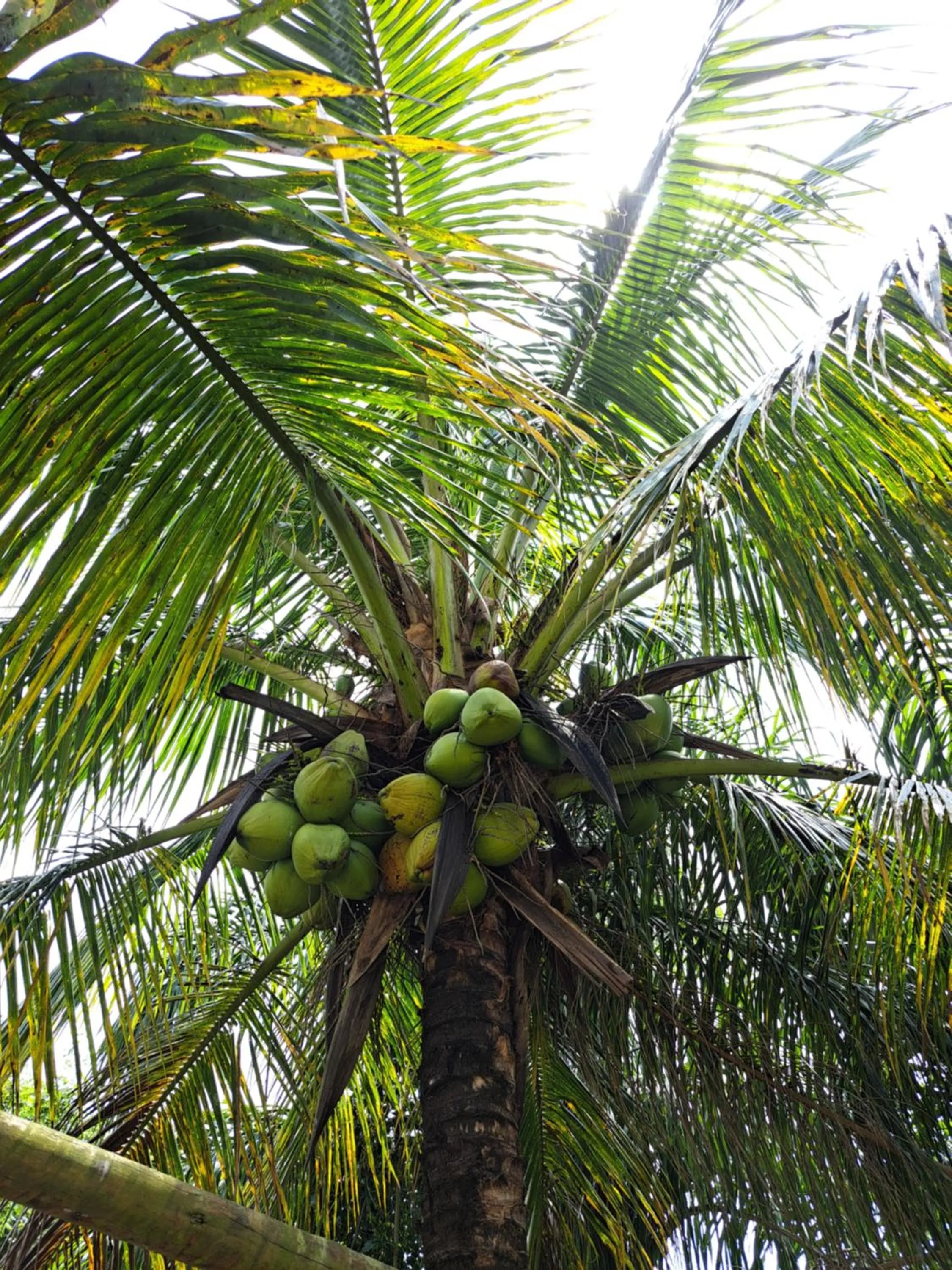 Garden in Hotel Liberdade Búzios