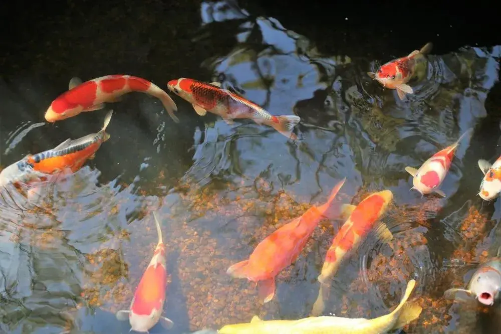 Facade/entrance in Inishie no Yado Keiun Facade/entrance in Inishie no Yado Keiun