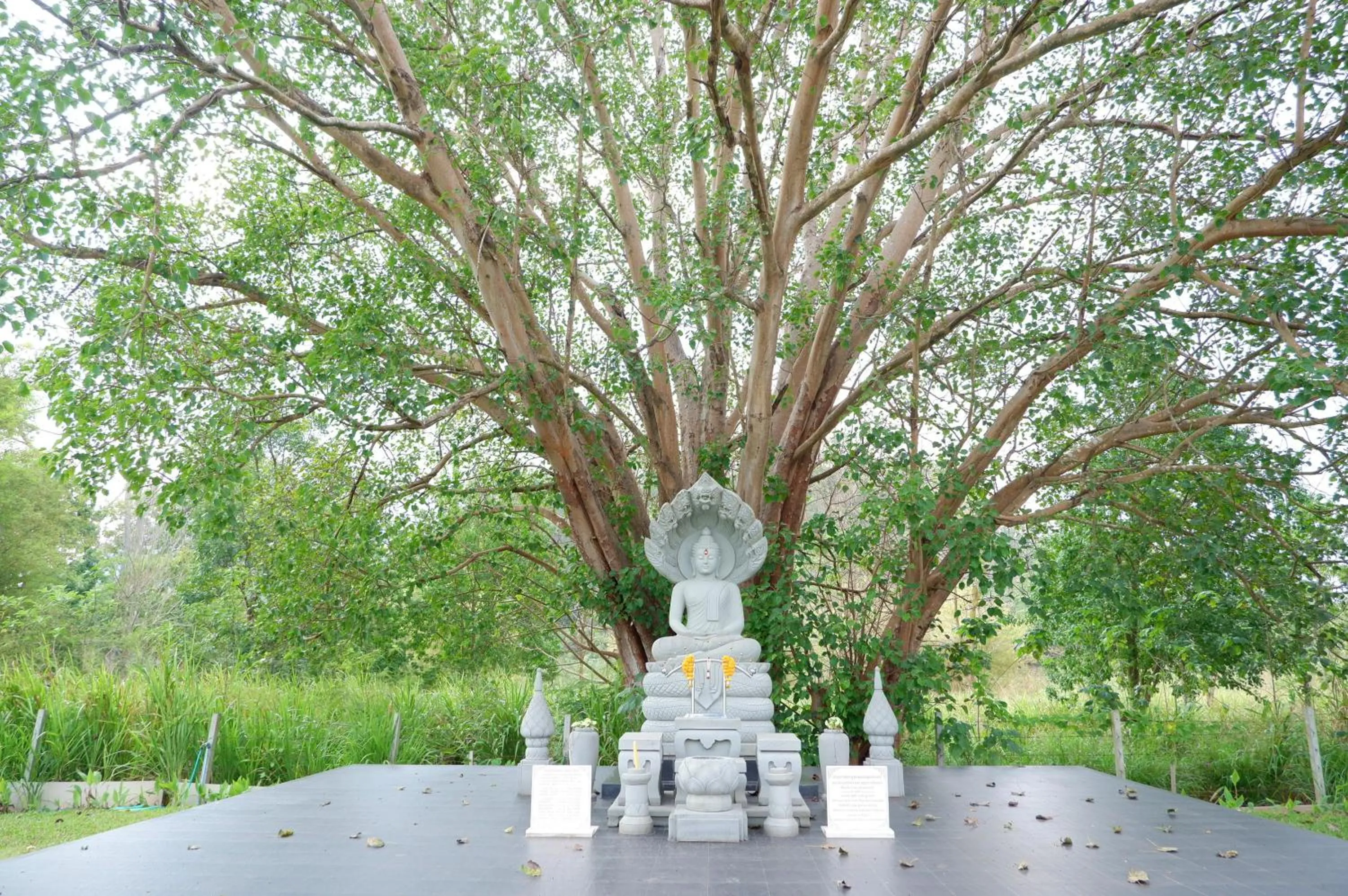 Activities in ทิพย์วาริน รีสอร์ท เขาใหญ่