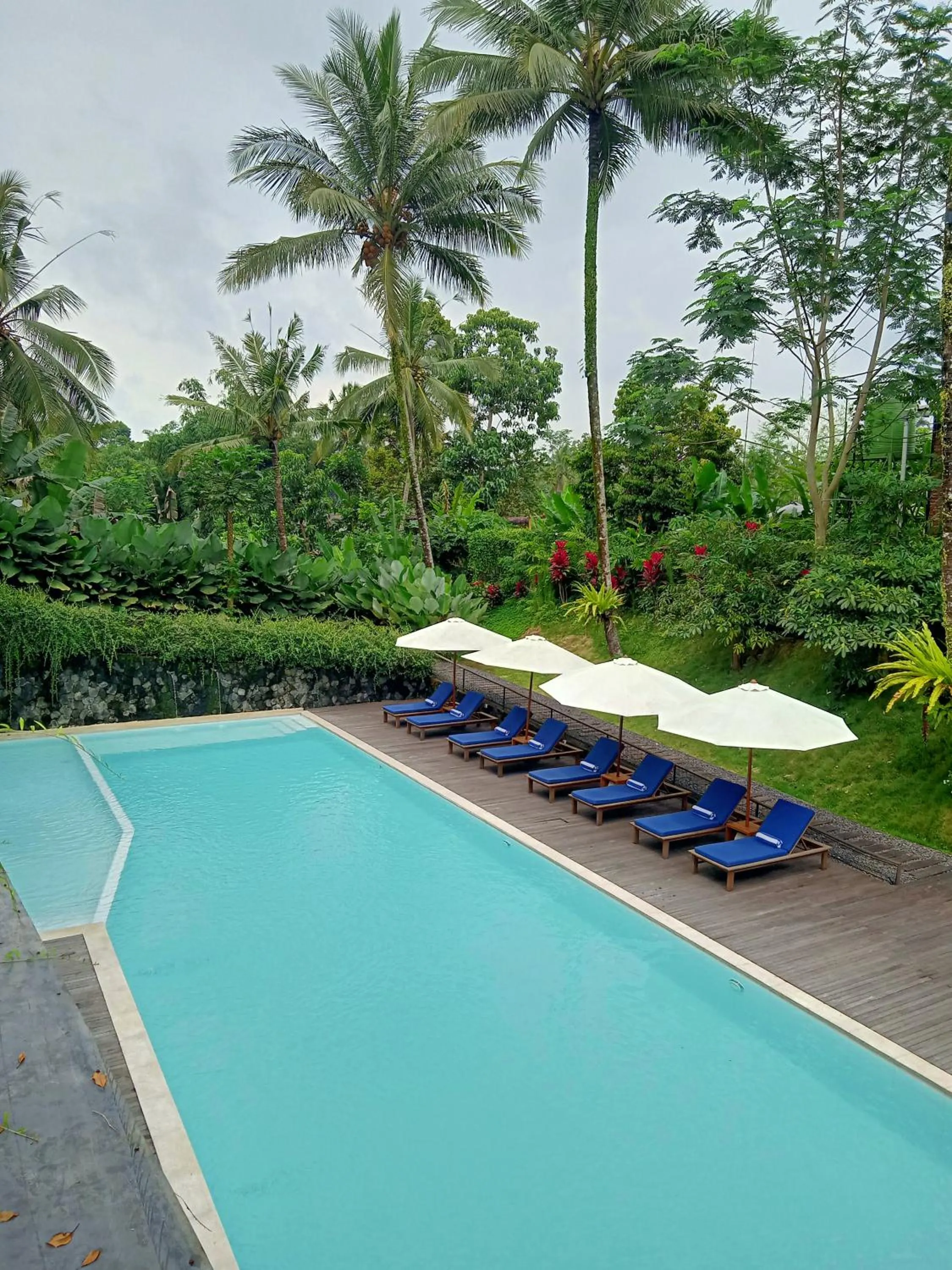 Swimming pool in Teras Hotel Ijen Banyuwangi