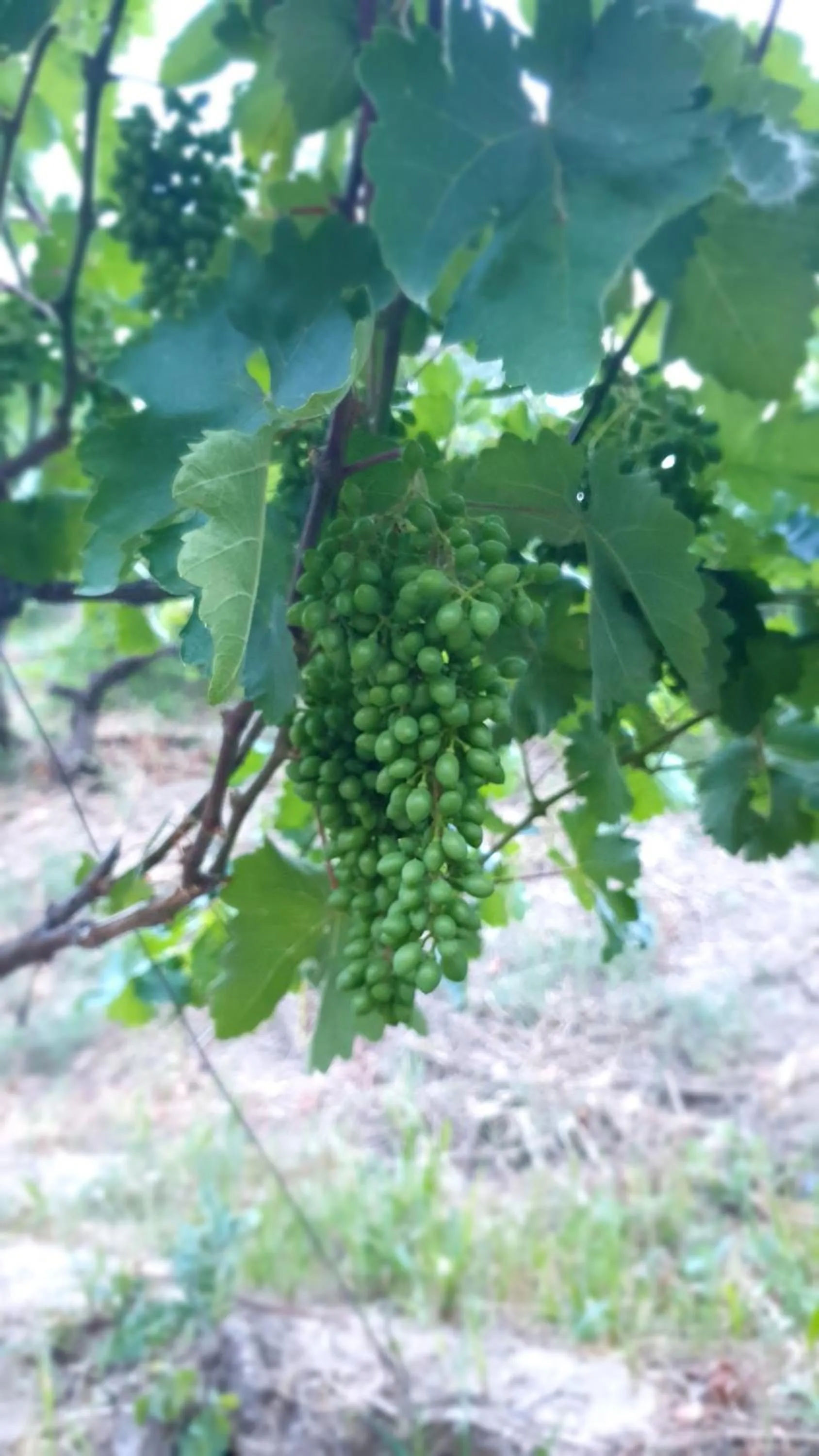 Garden in Areni Lodge