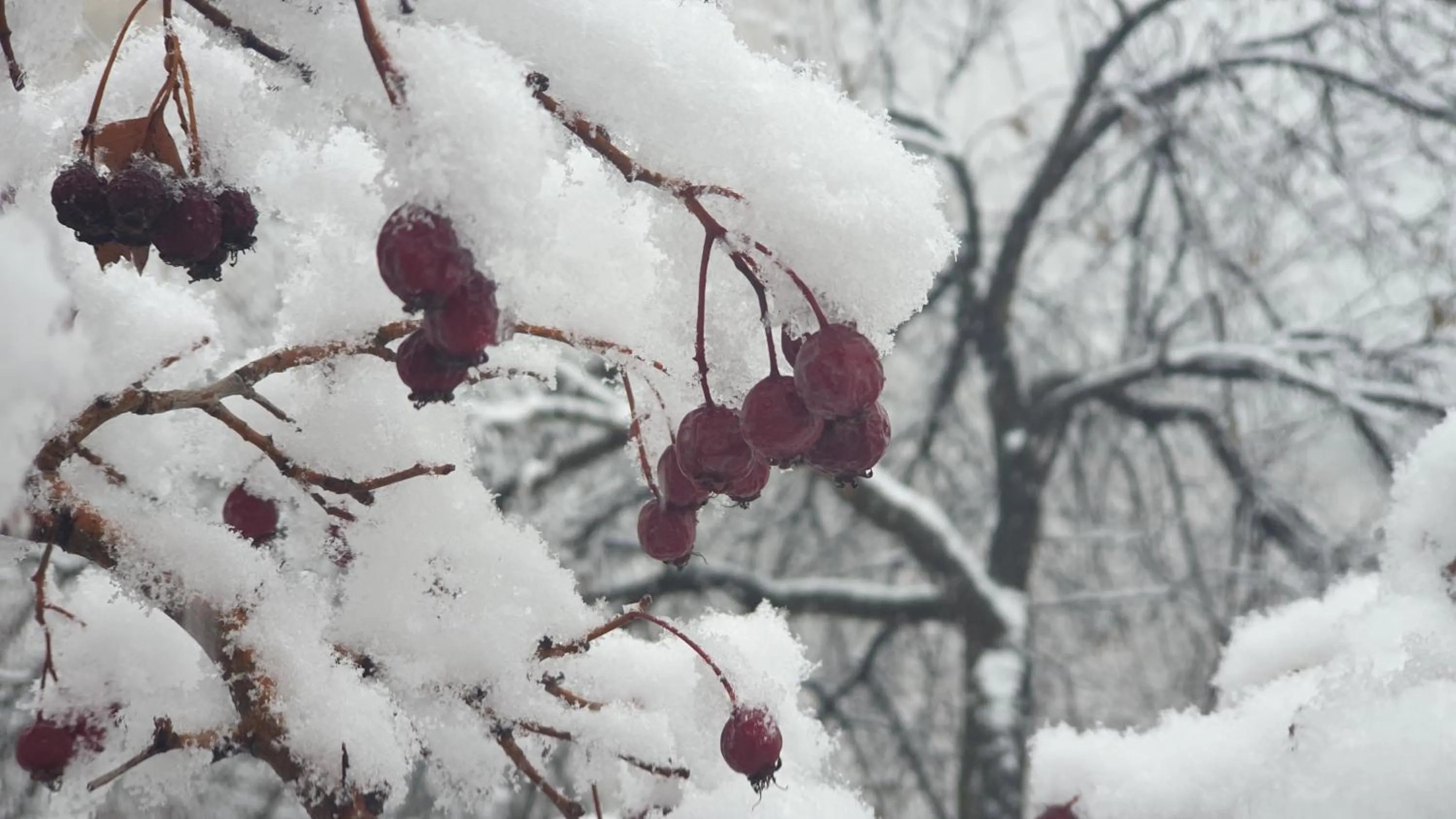 Winter in Areni Lodge