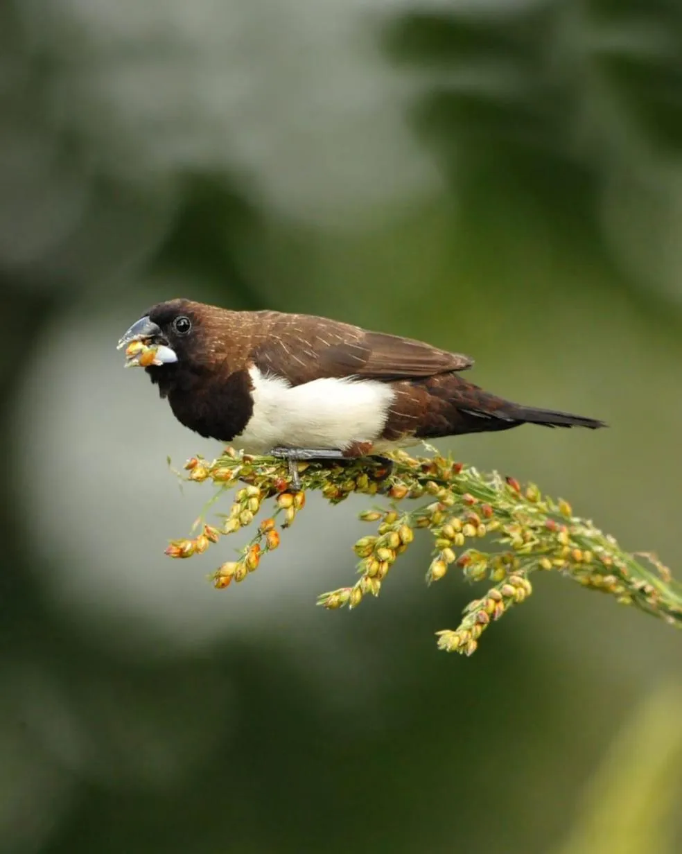 Activities in Magnolia Estates & Resorts