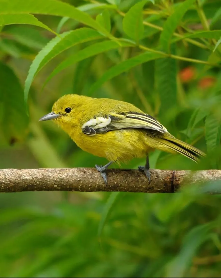 Activities in Magnolia Estates & Resorts