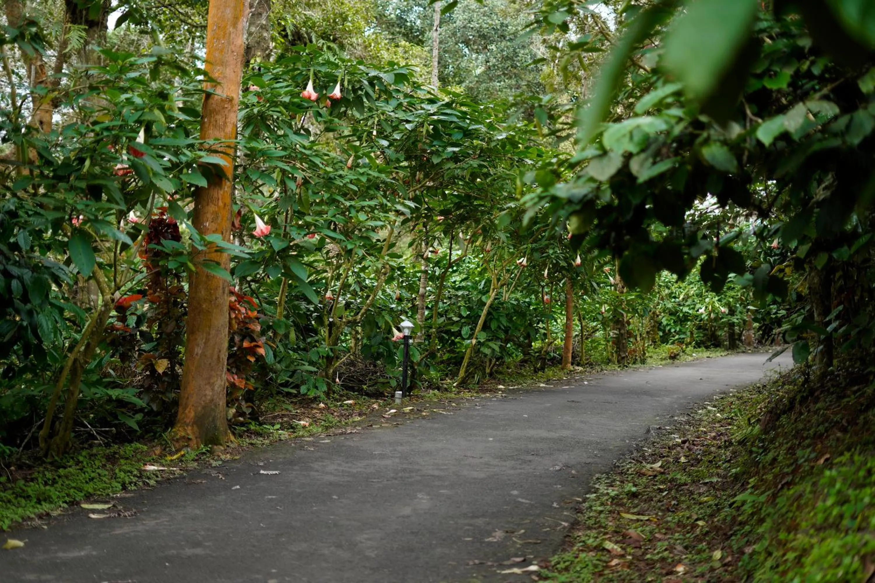 Natural landscape in Magnolia Estates & Resorts