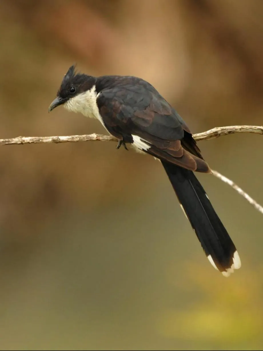 Activities in Magnolia Estates & Resorts