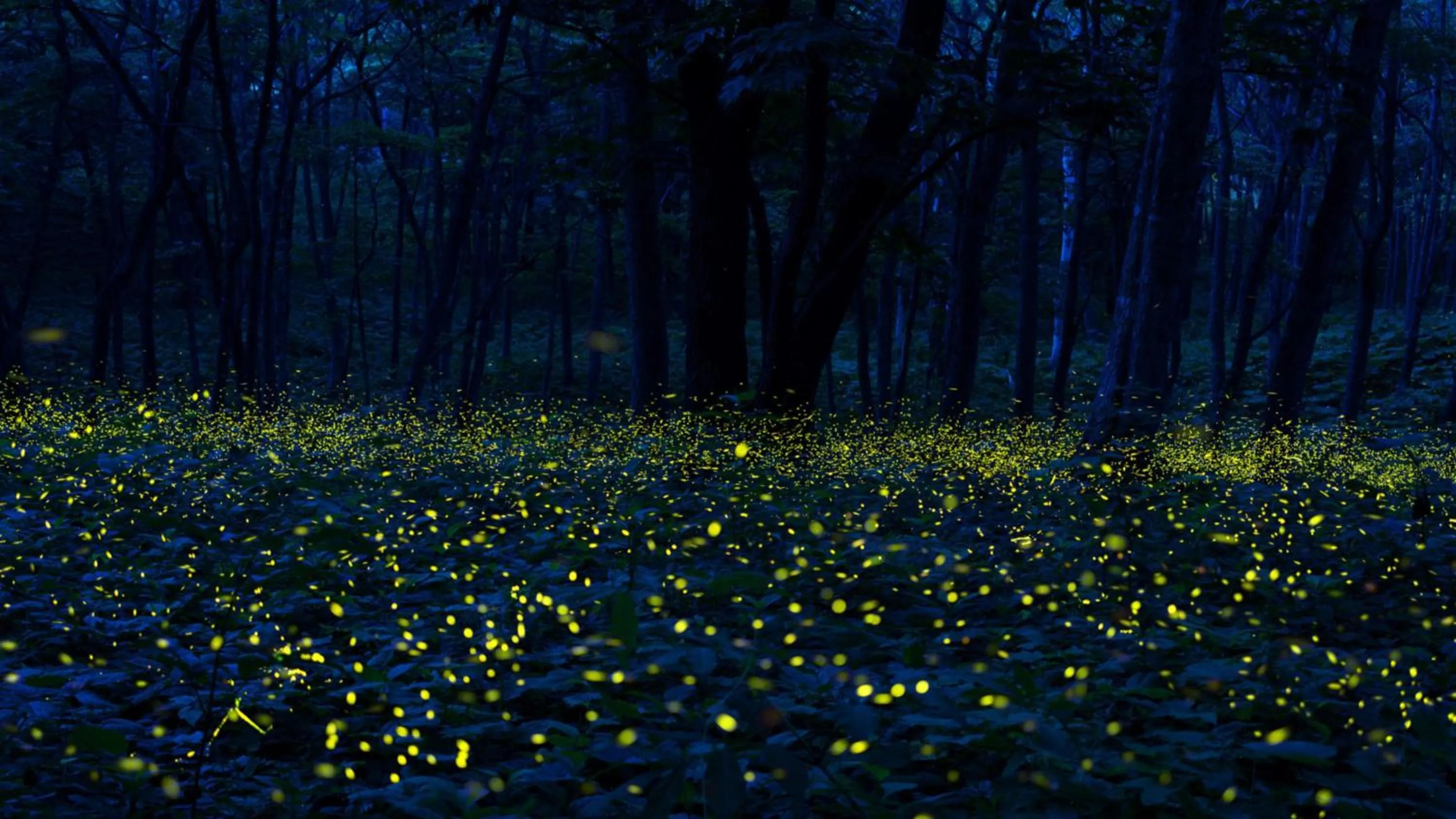 Area and facilities in ANA InterContinental Appi Kogen Resort by IHG