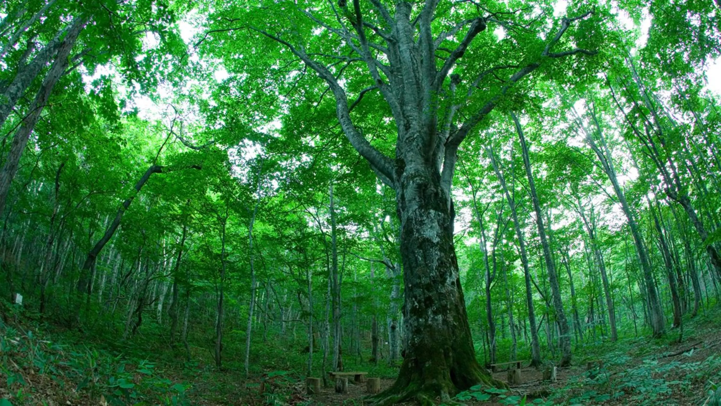 Area and facilities in ANA InterContinental Appi Kogen Resort by IHG