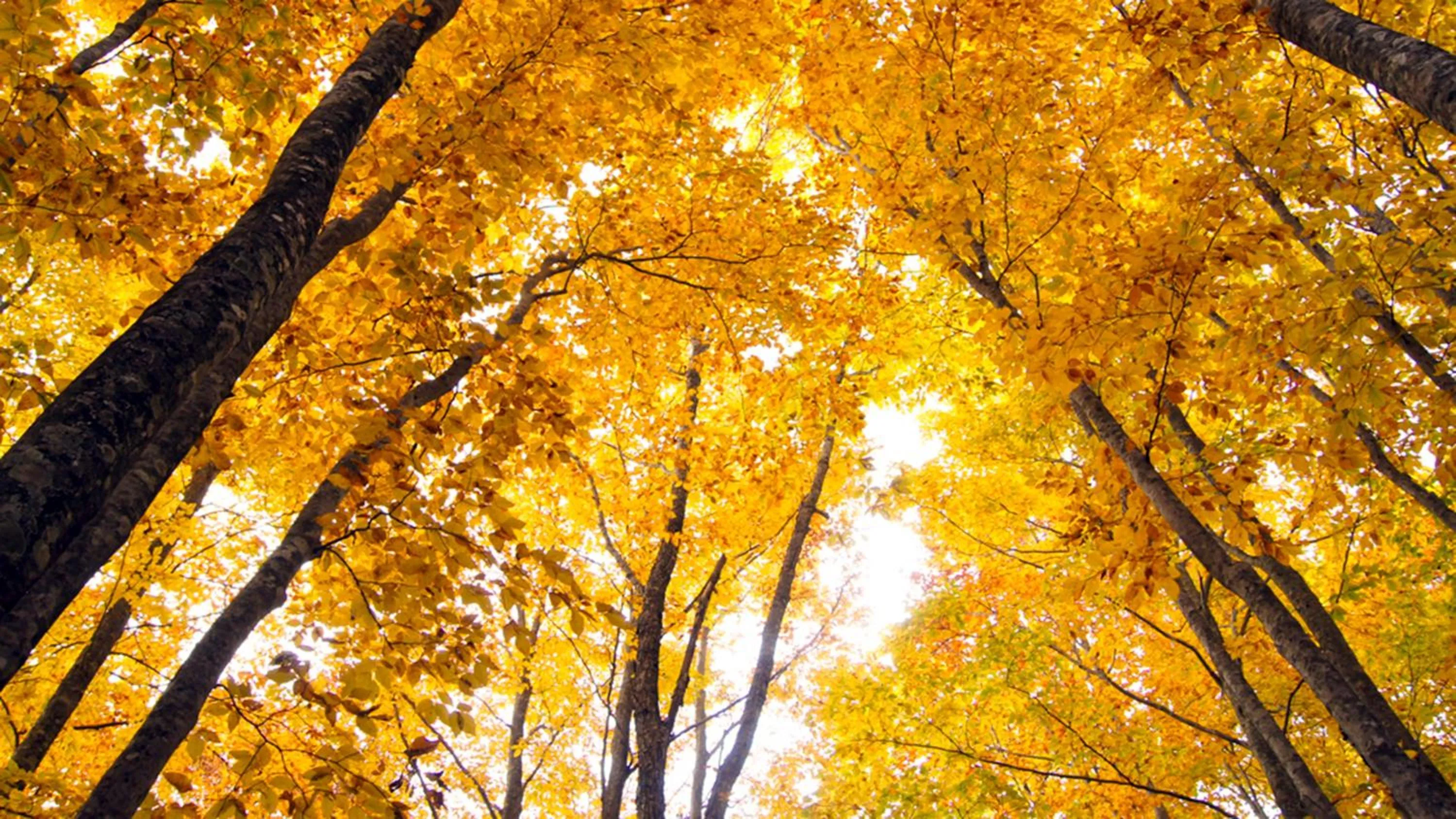 Area and facilities in ANA InterContinental Appi Kogen Resort by IHG